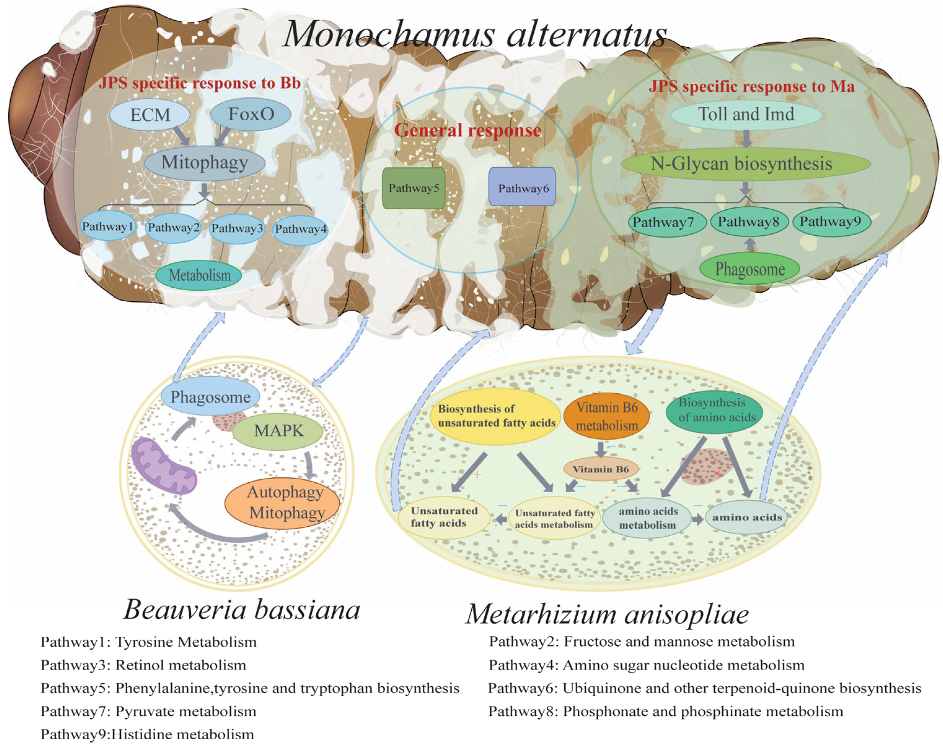 Insects 16 01006 g003 Insects 16 01006 g003