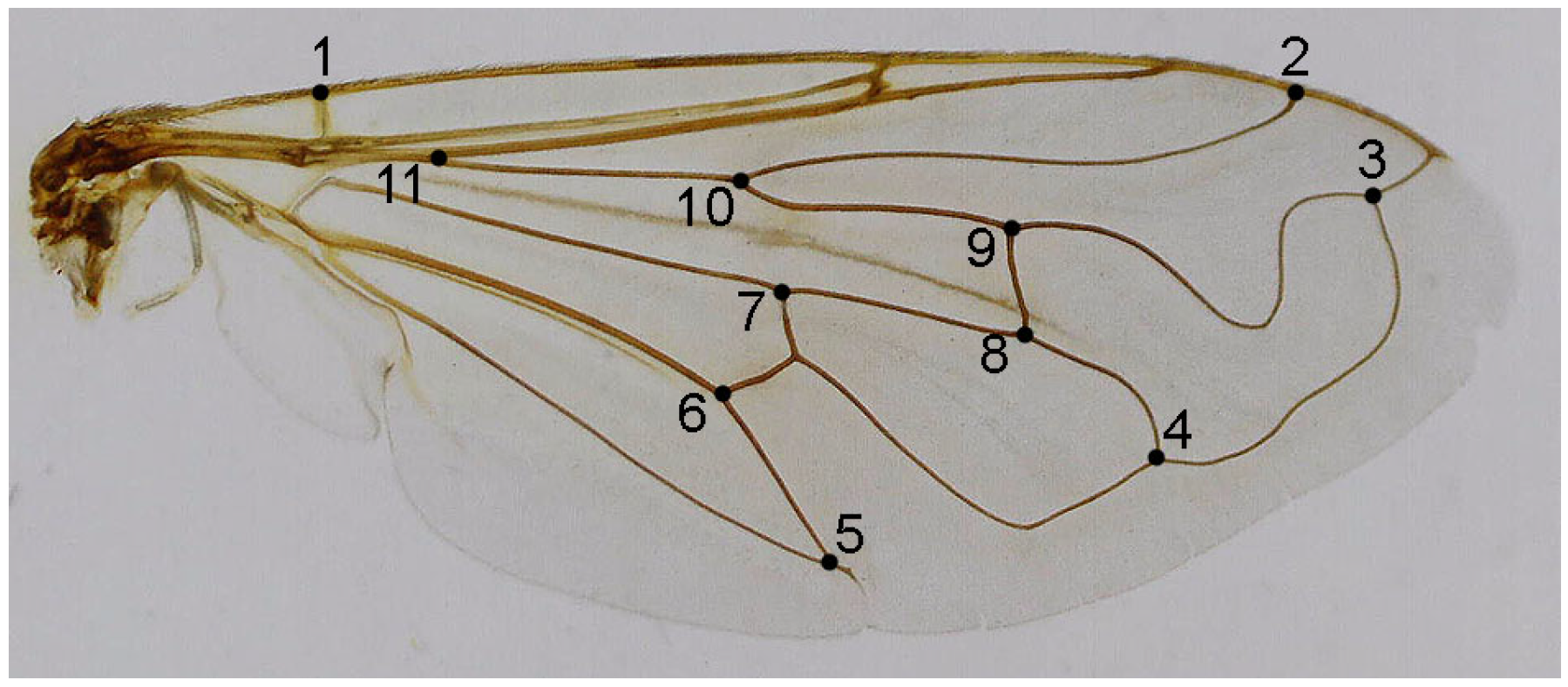 Insects 16 01009 g001