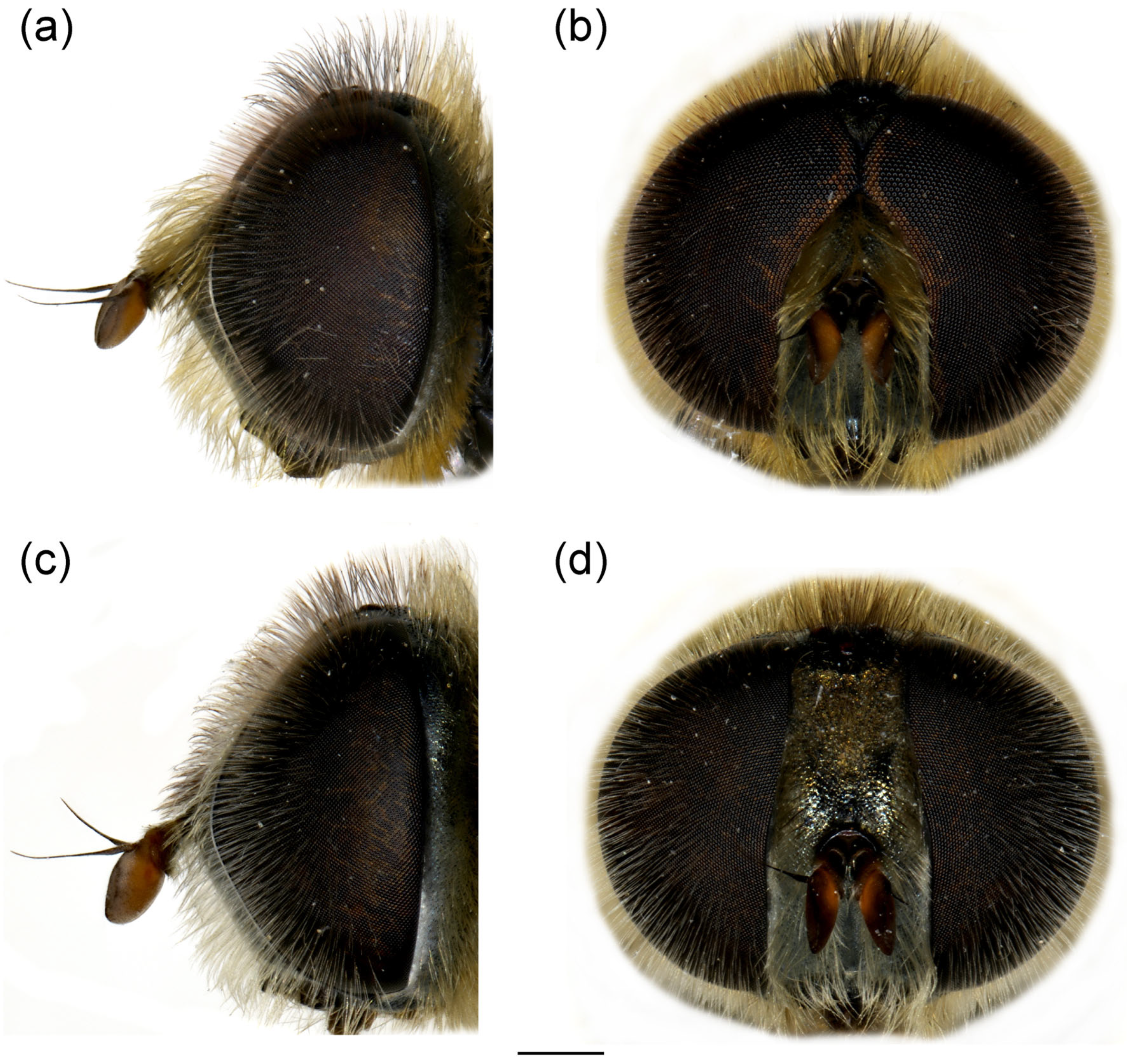 Insects 16 01009 g011