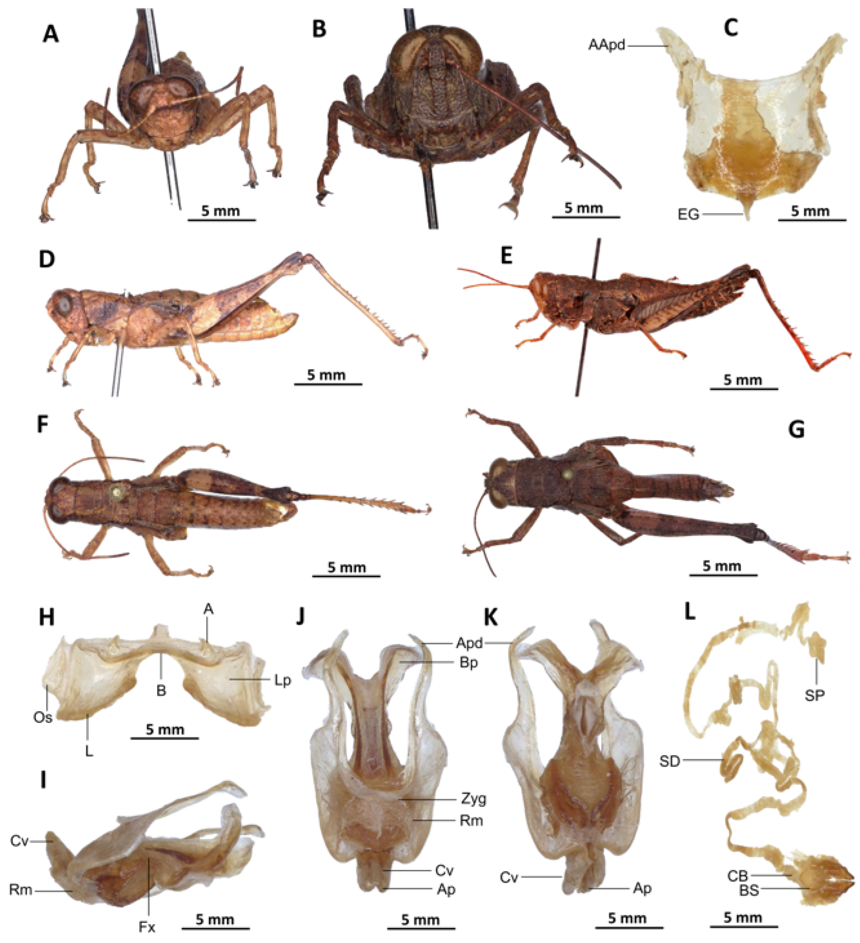 Insects 16 01020 g008