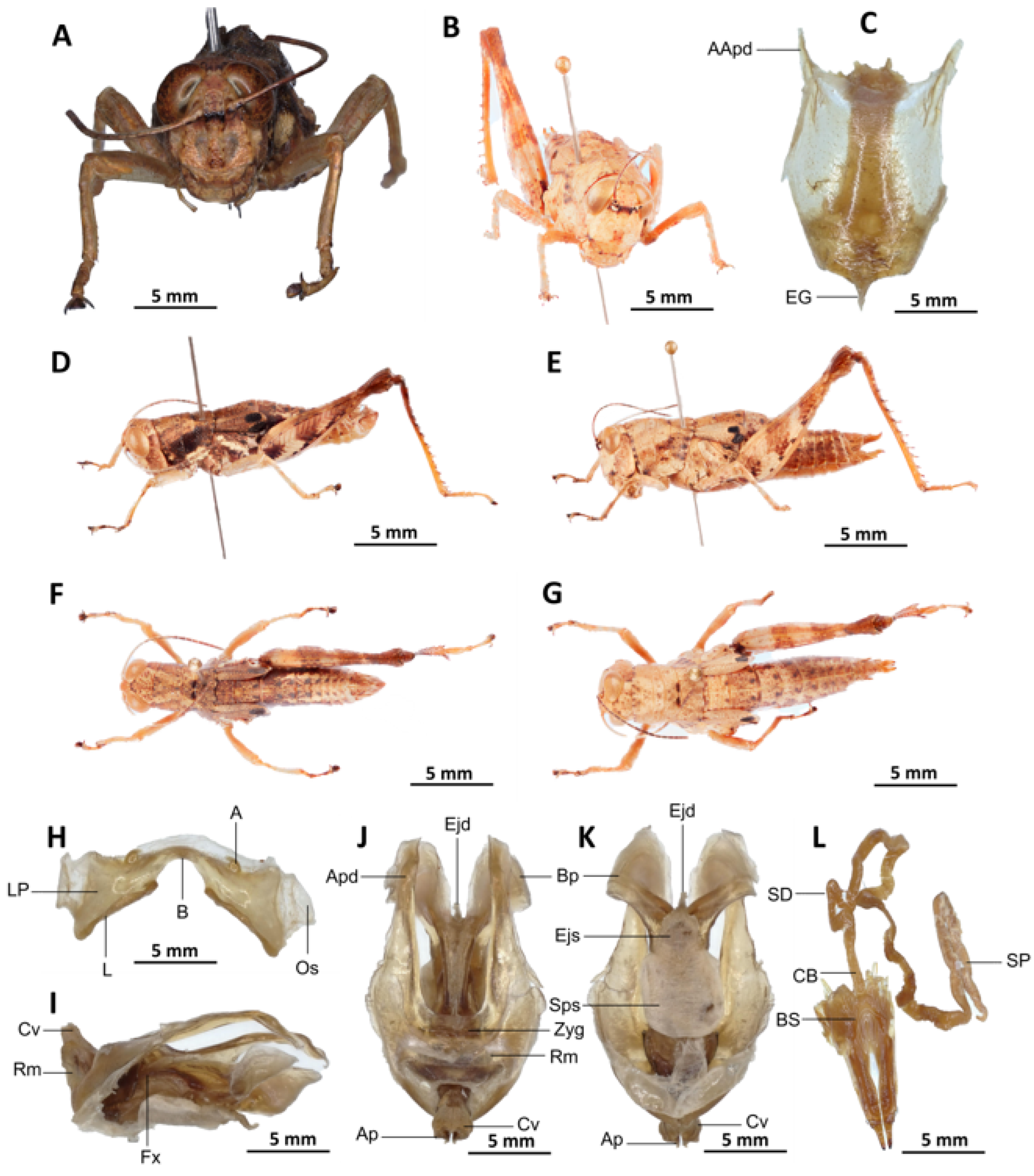 Insects 16 01020 g013