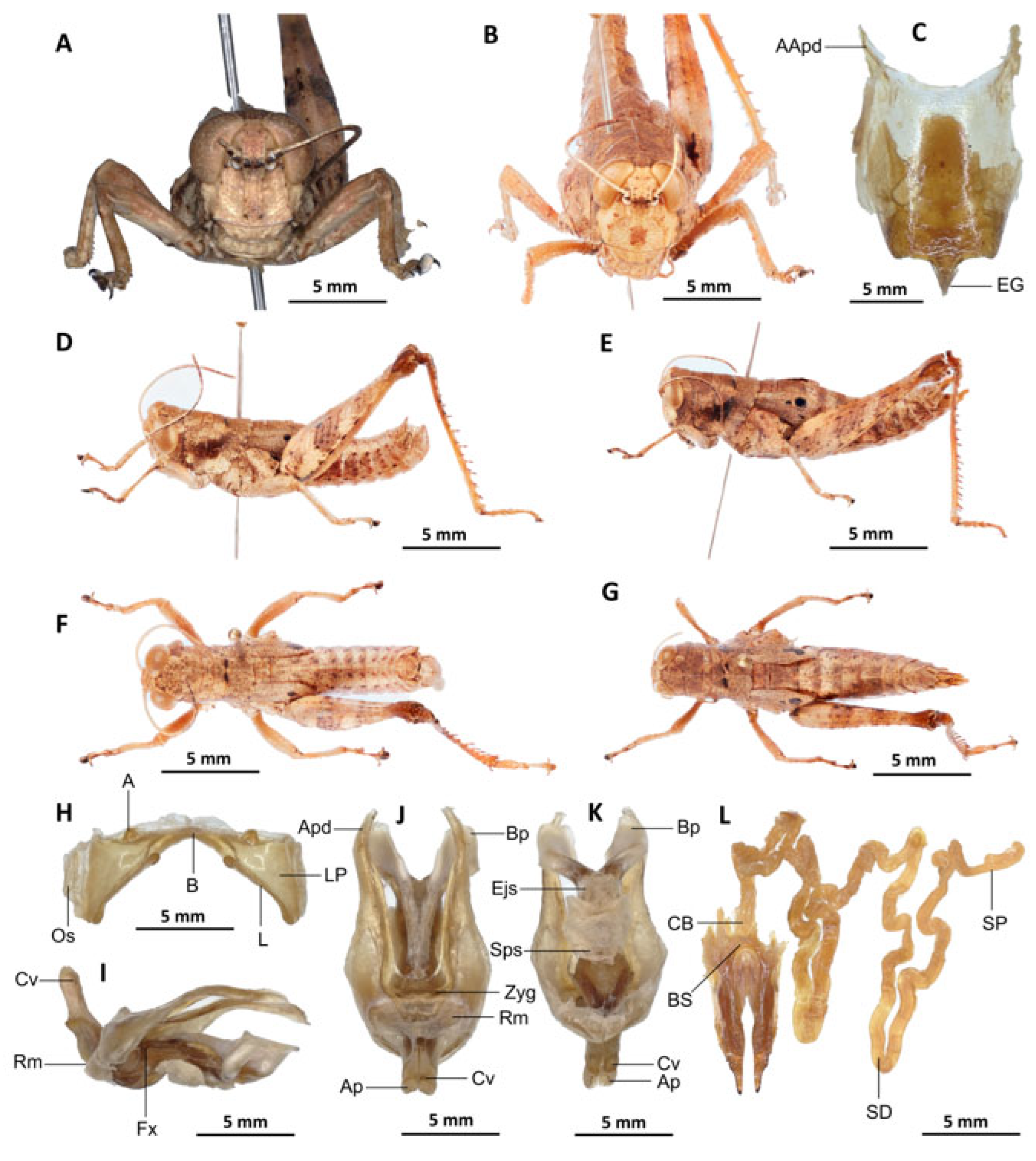 Insects 16 01020 g014
