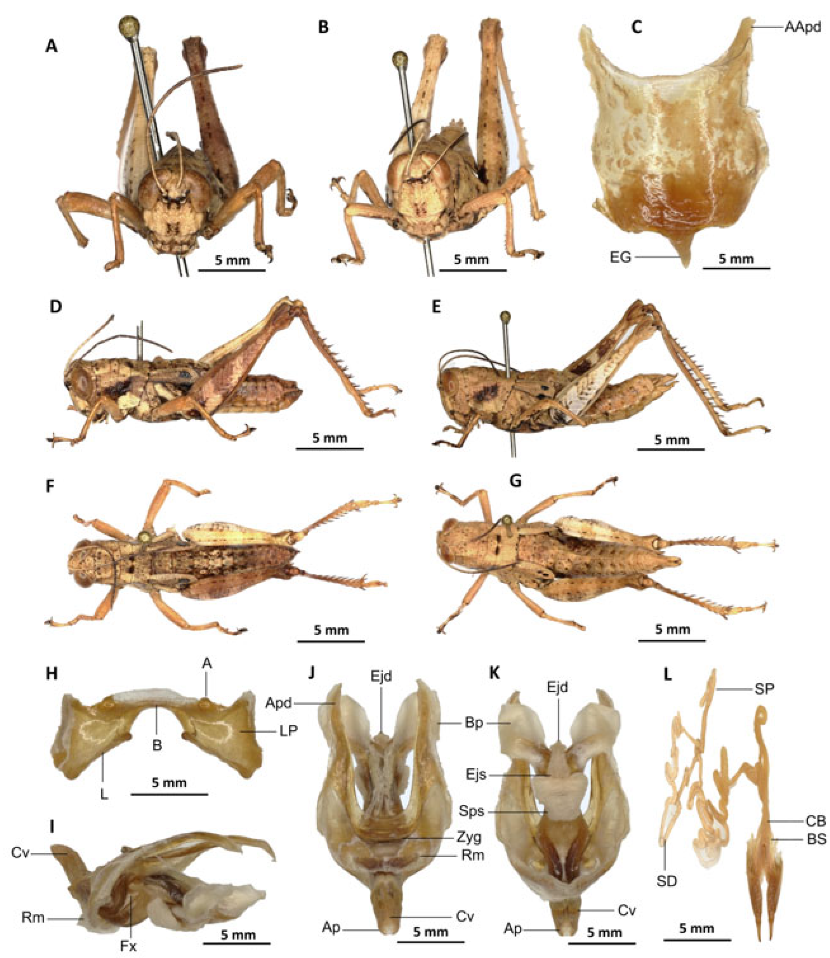 Insects 16 01020 g015