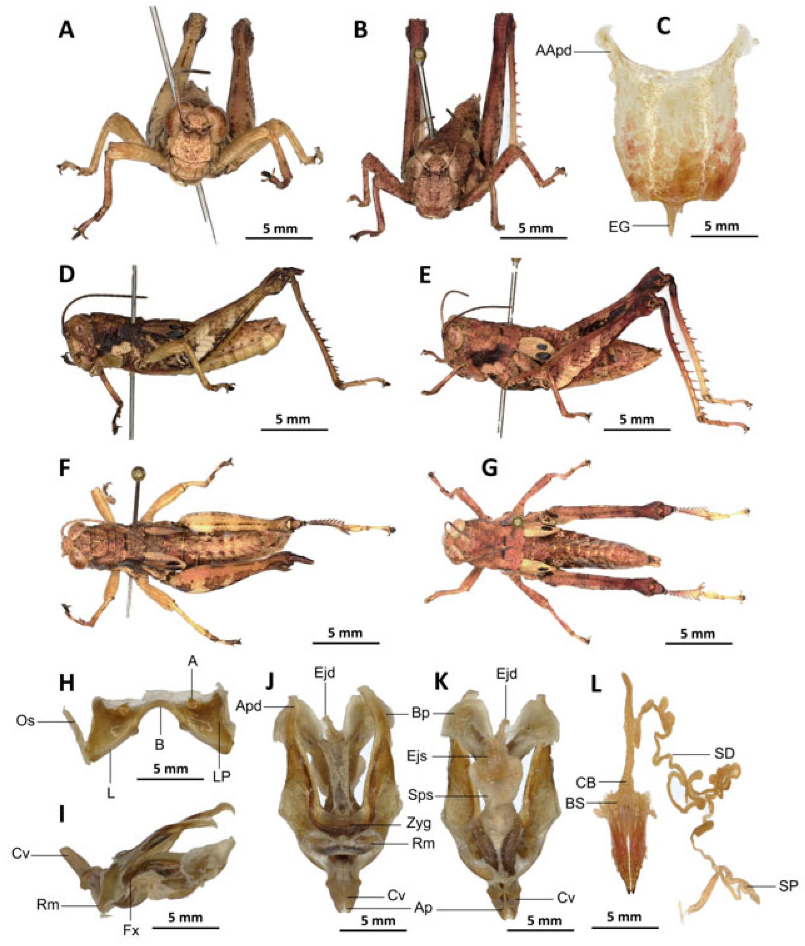 Insects 16 01020 g016