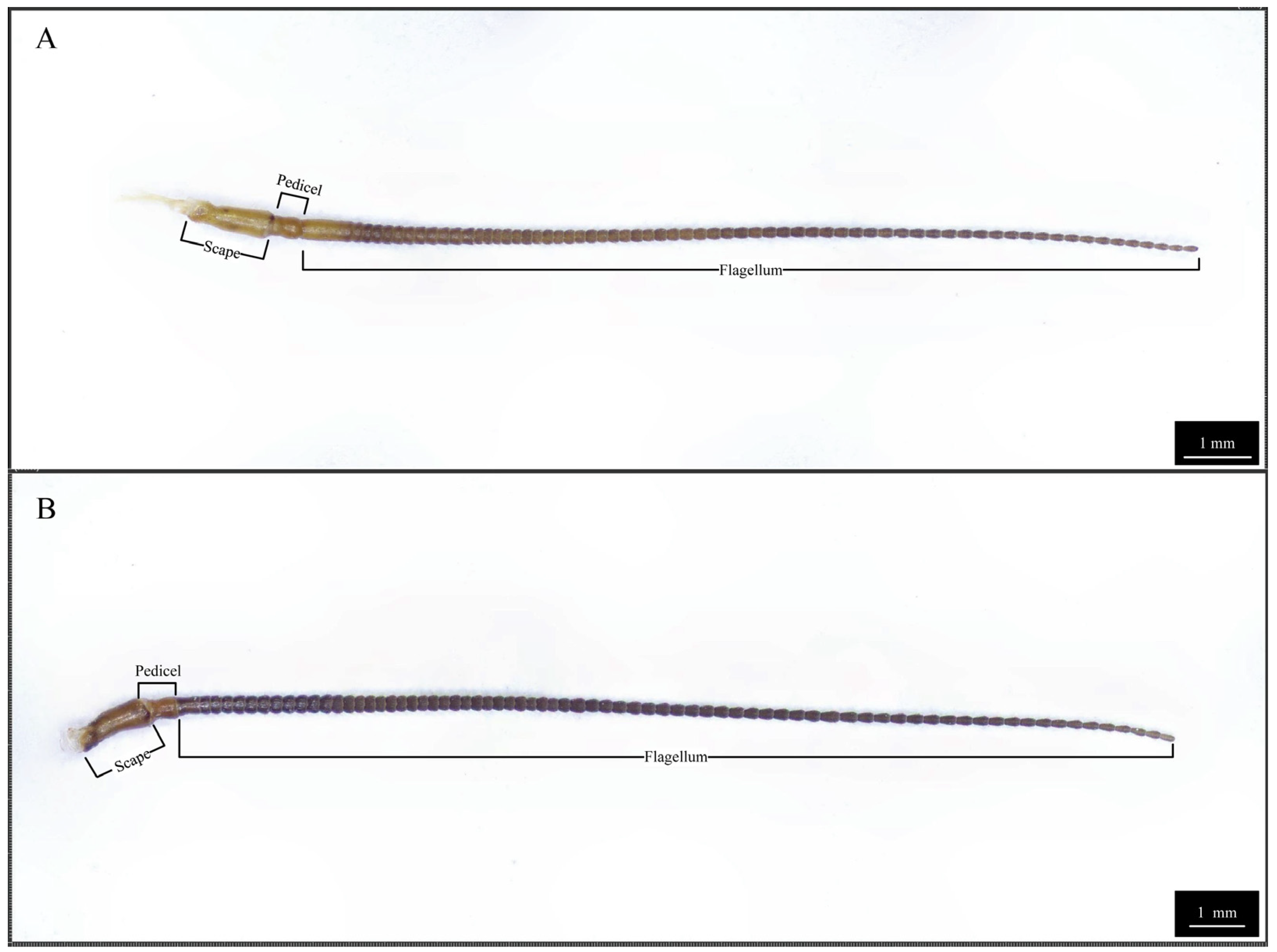 Insects 16 01024 g001