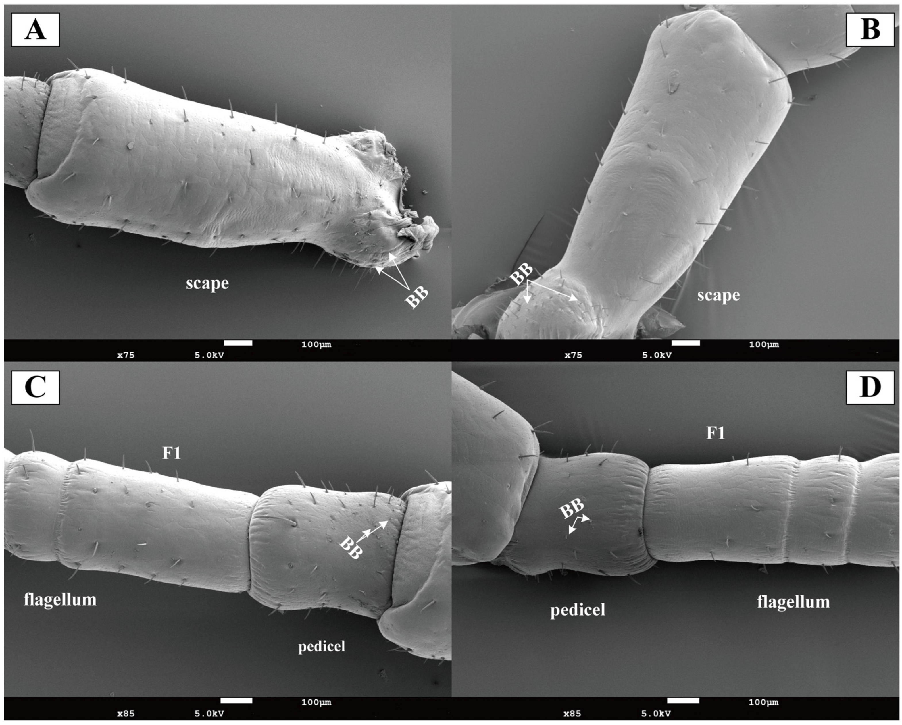 Insects 16 01024 g003