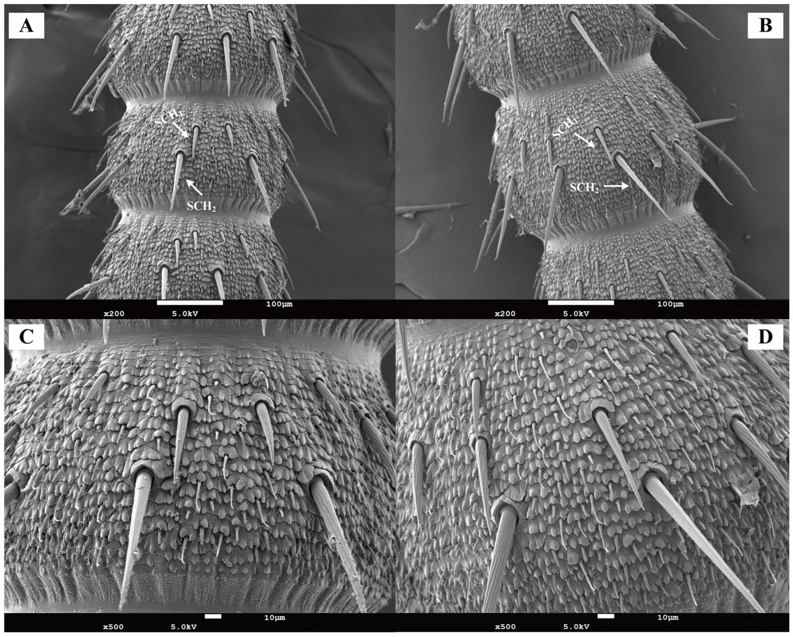 Insects 16 01024 g004