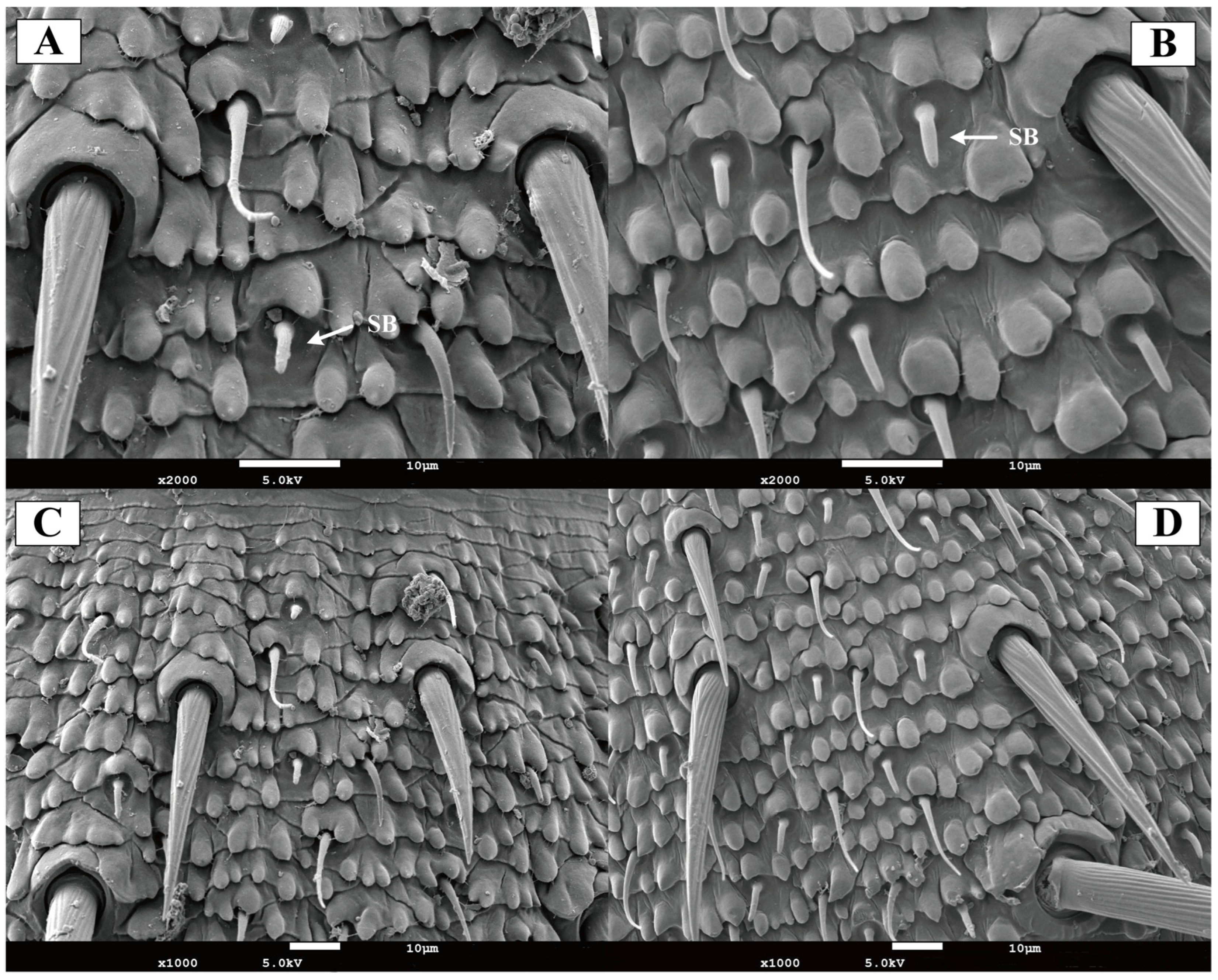 Insects 16 01024 g006