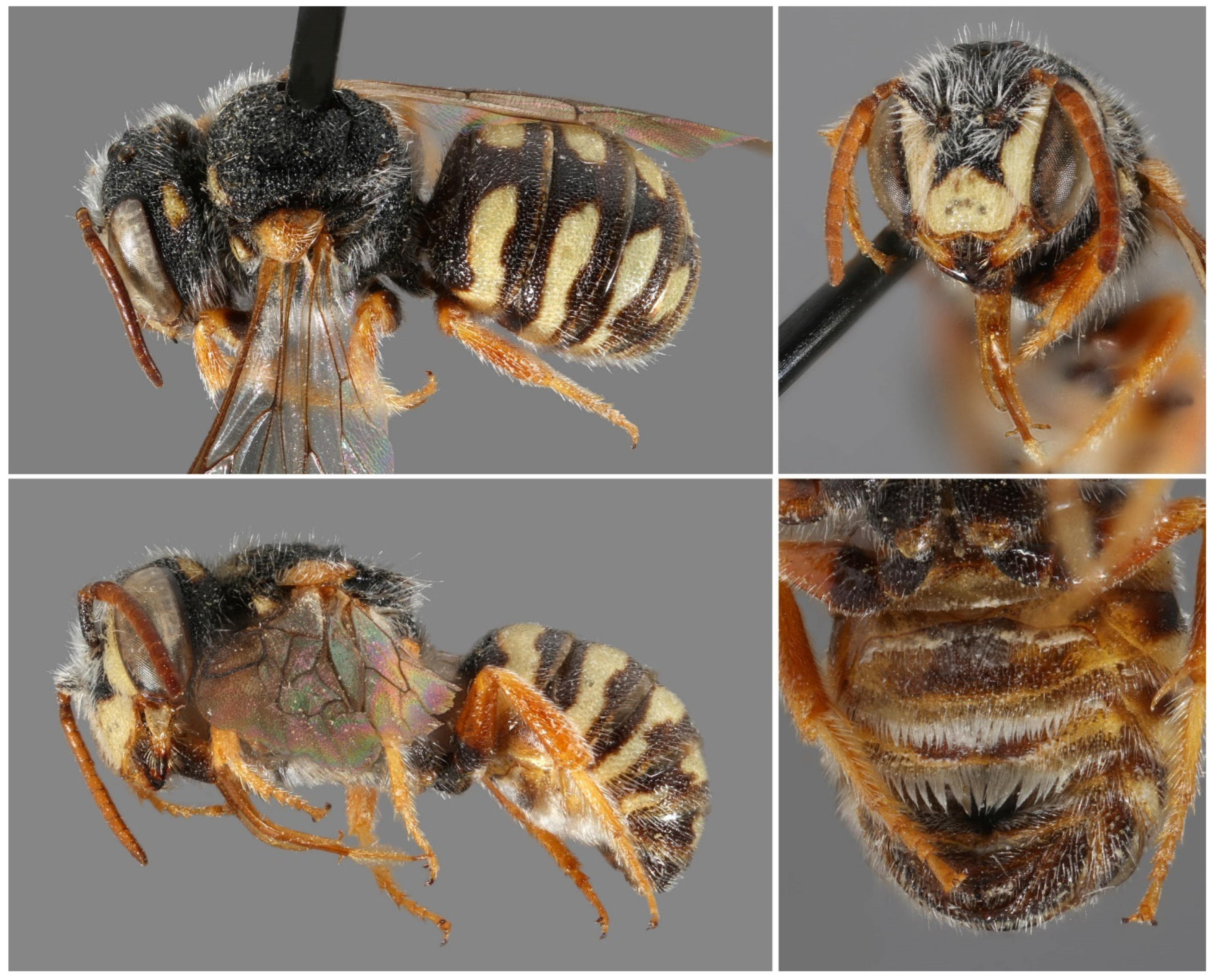 Insects 16 01030 g005 Insects 16 01030 g005
