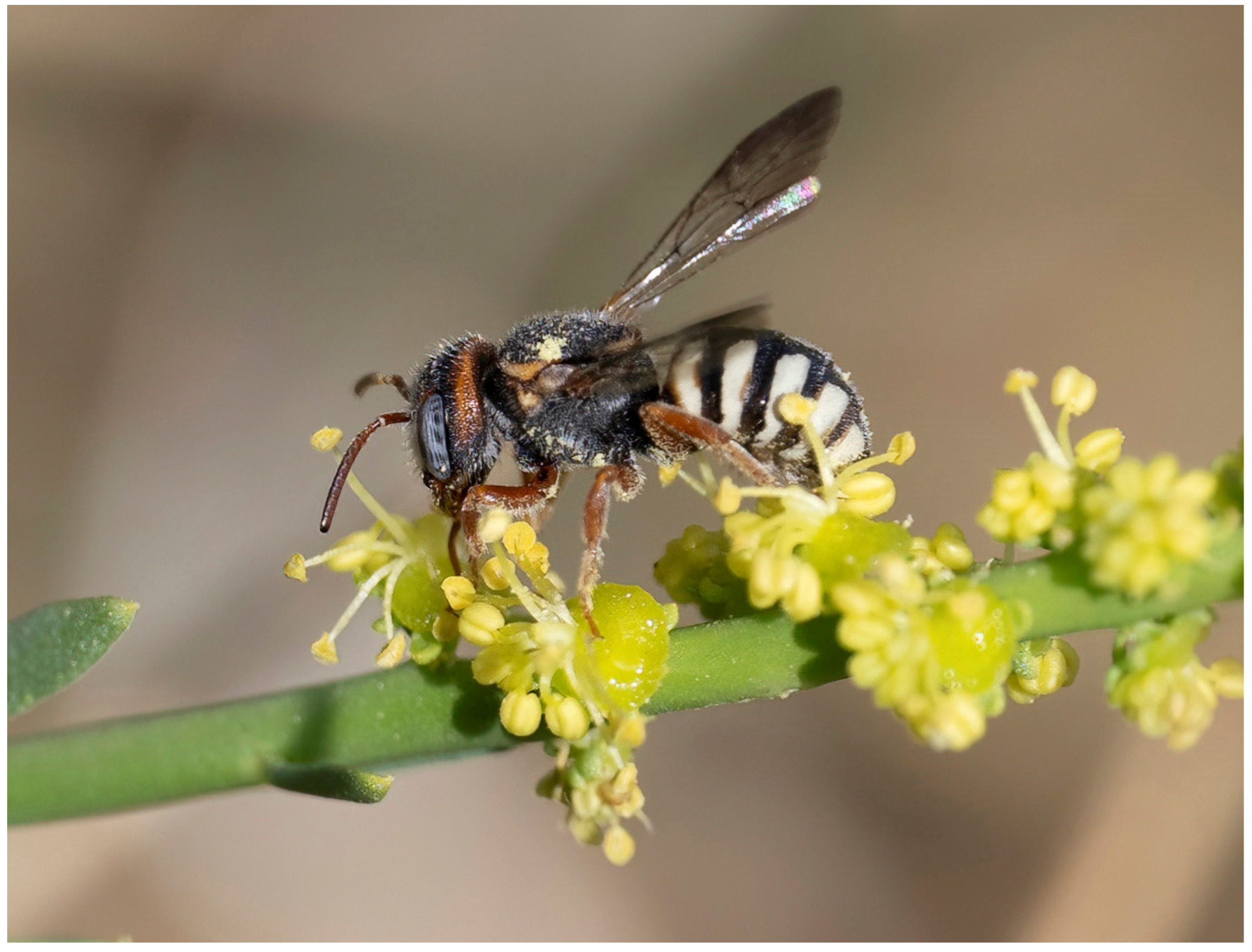 Insects 16 01030 g006 Insects 16 01030 g006