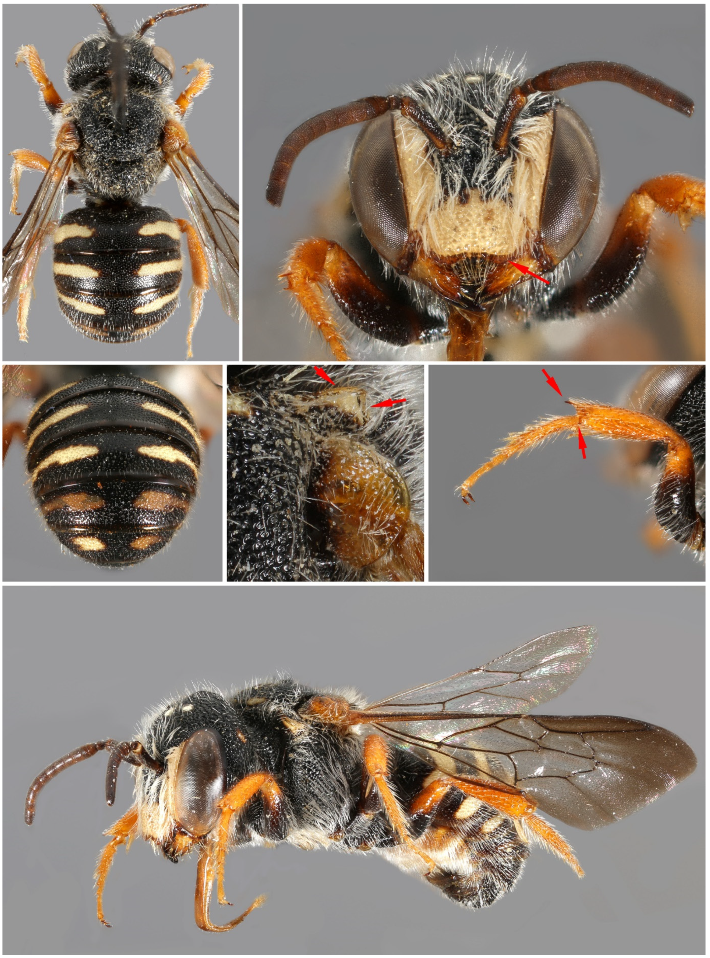 Insects 16 01030 g017 Insects 16 01030 g017