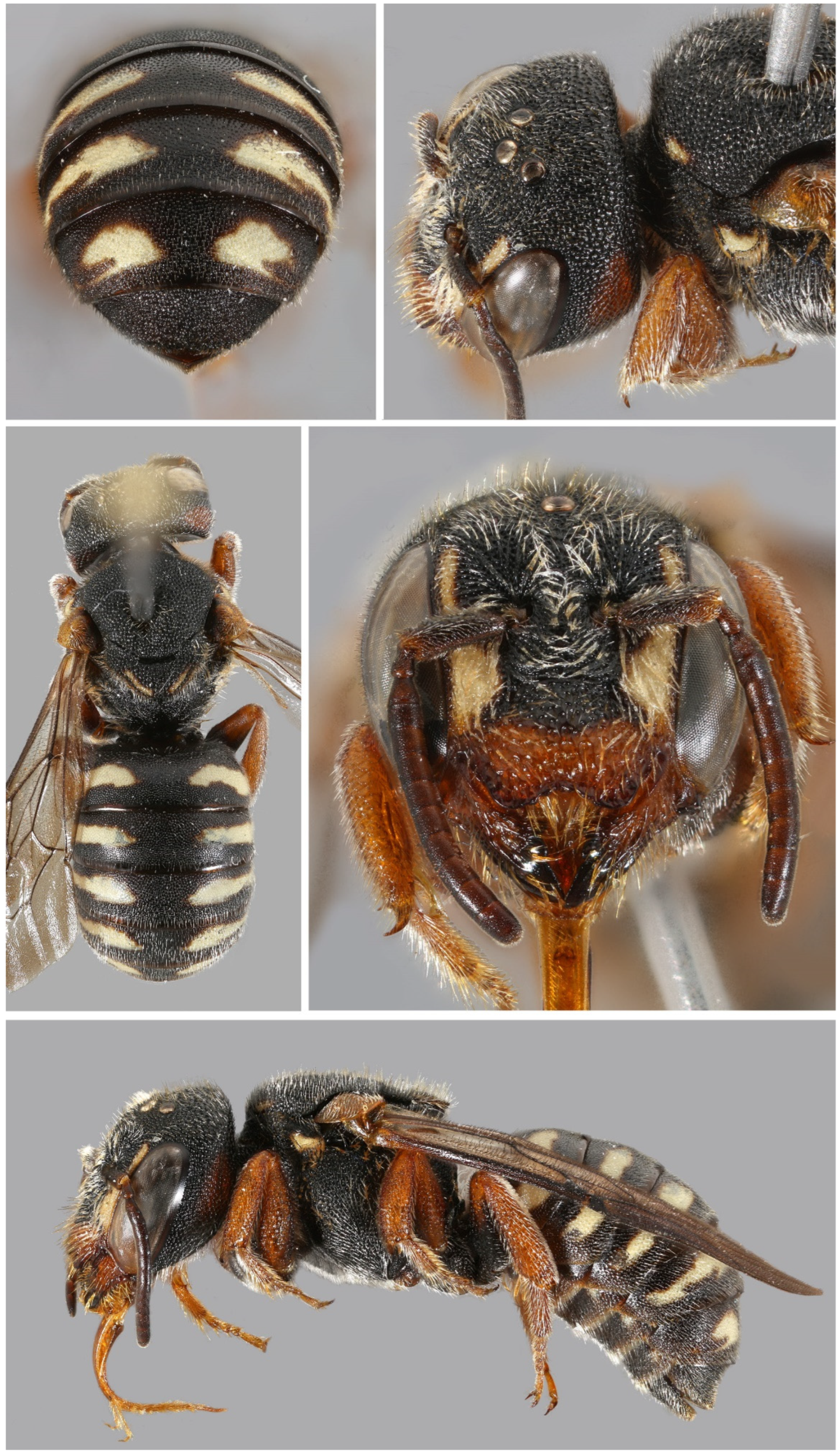 Insects 16 01030 g018 Insects 16 01030 g018