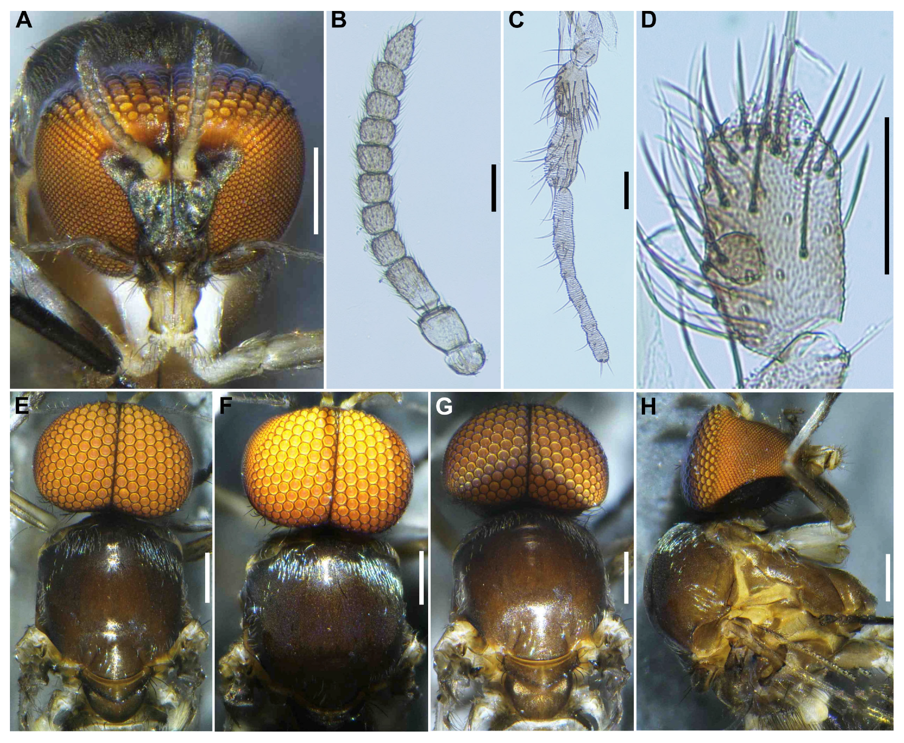 Insects 16 01034 g003