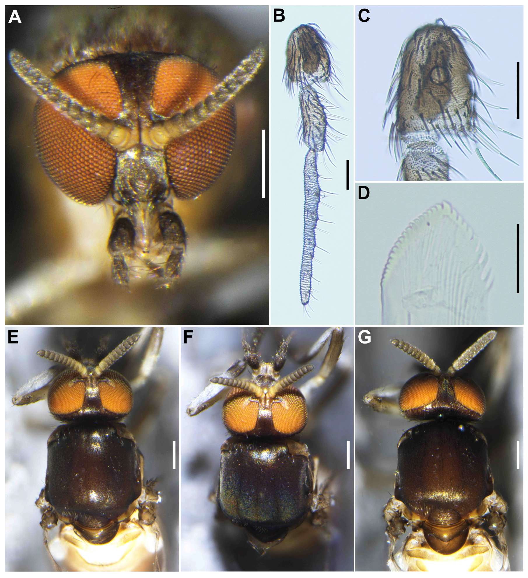 Insects 16 01034 g009