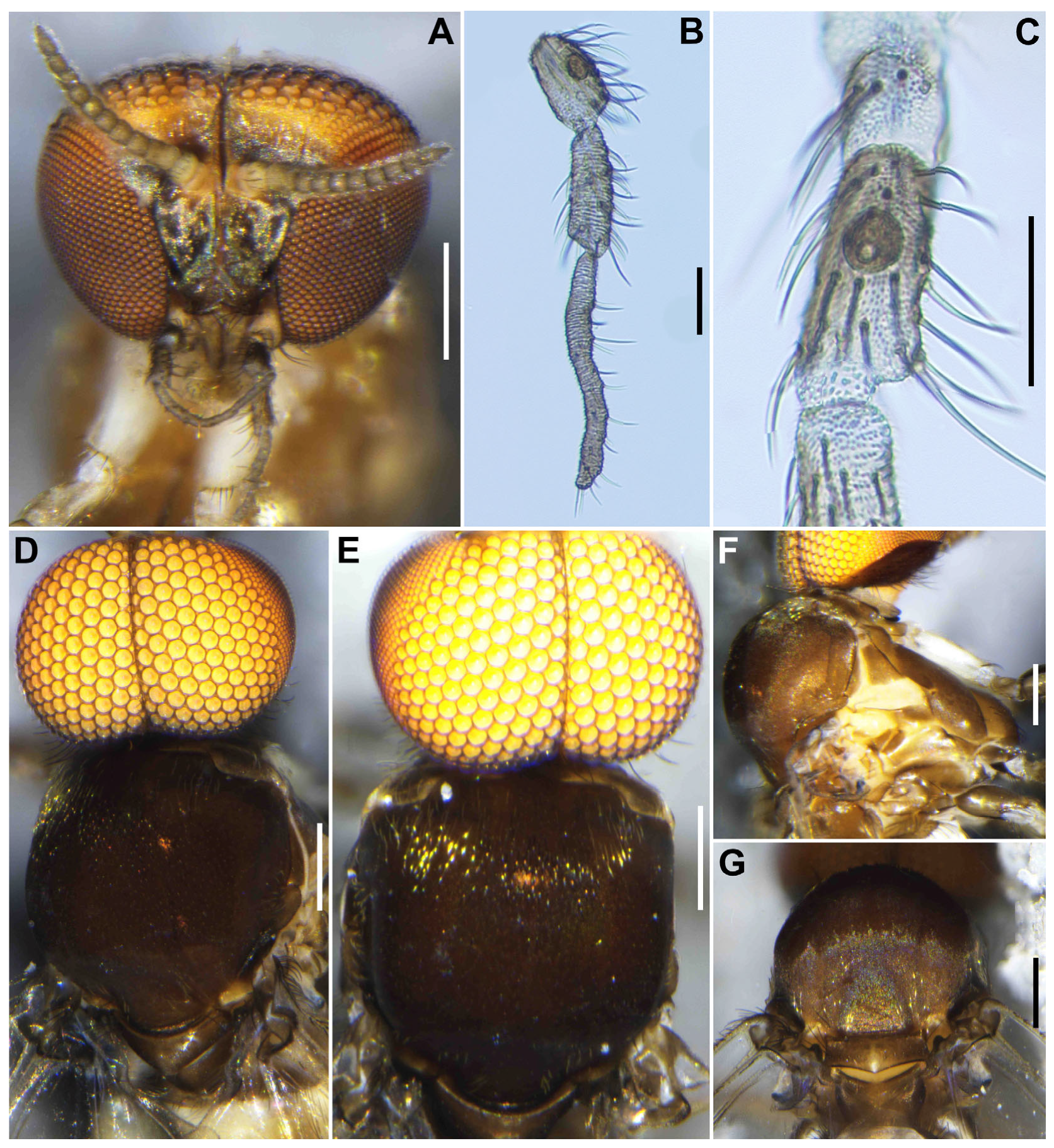 Insects 16 01034 g011