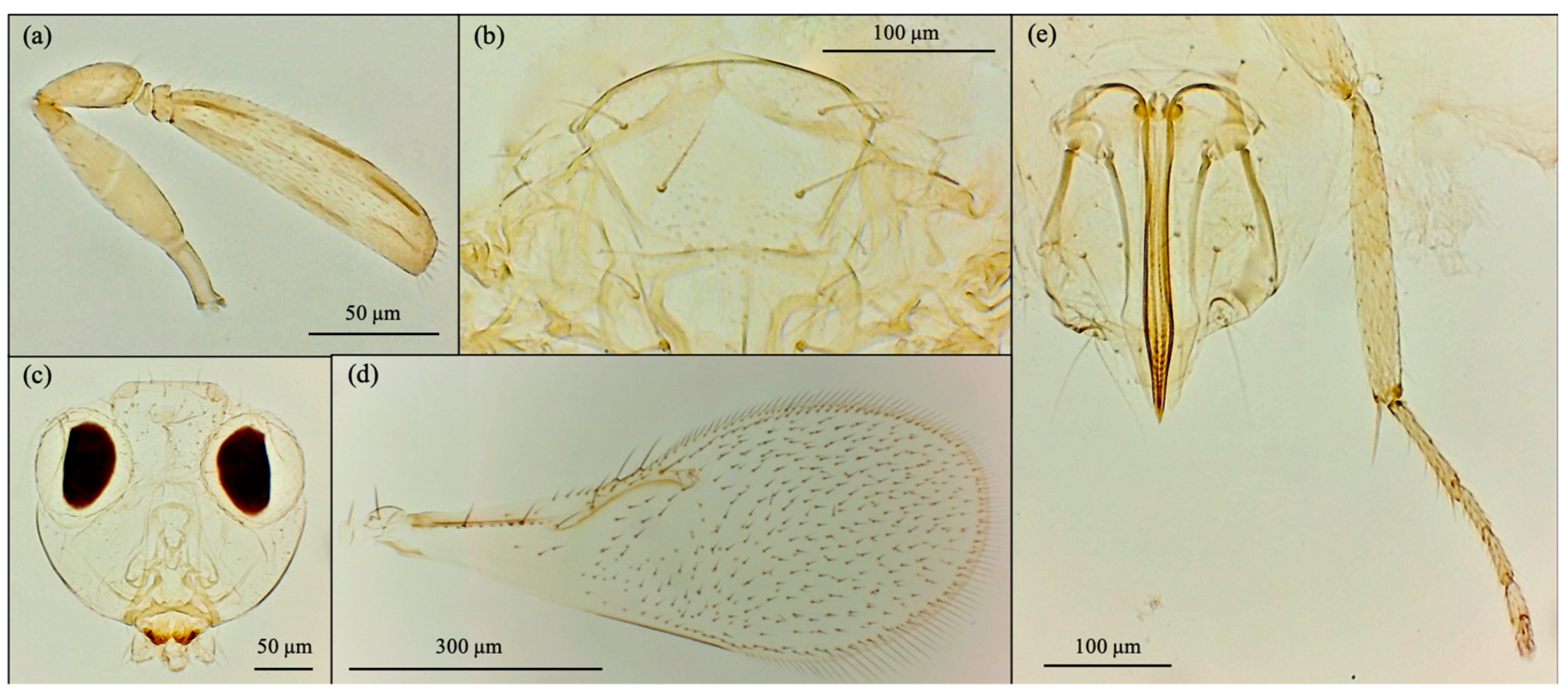 Insects 16 01037 g004