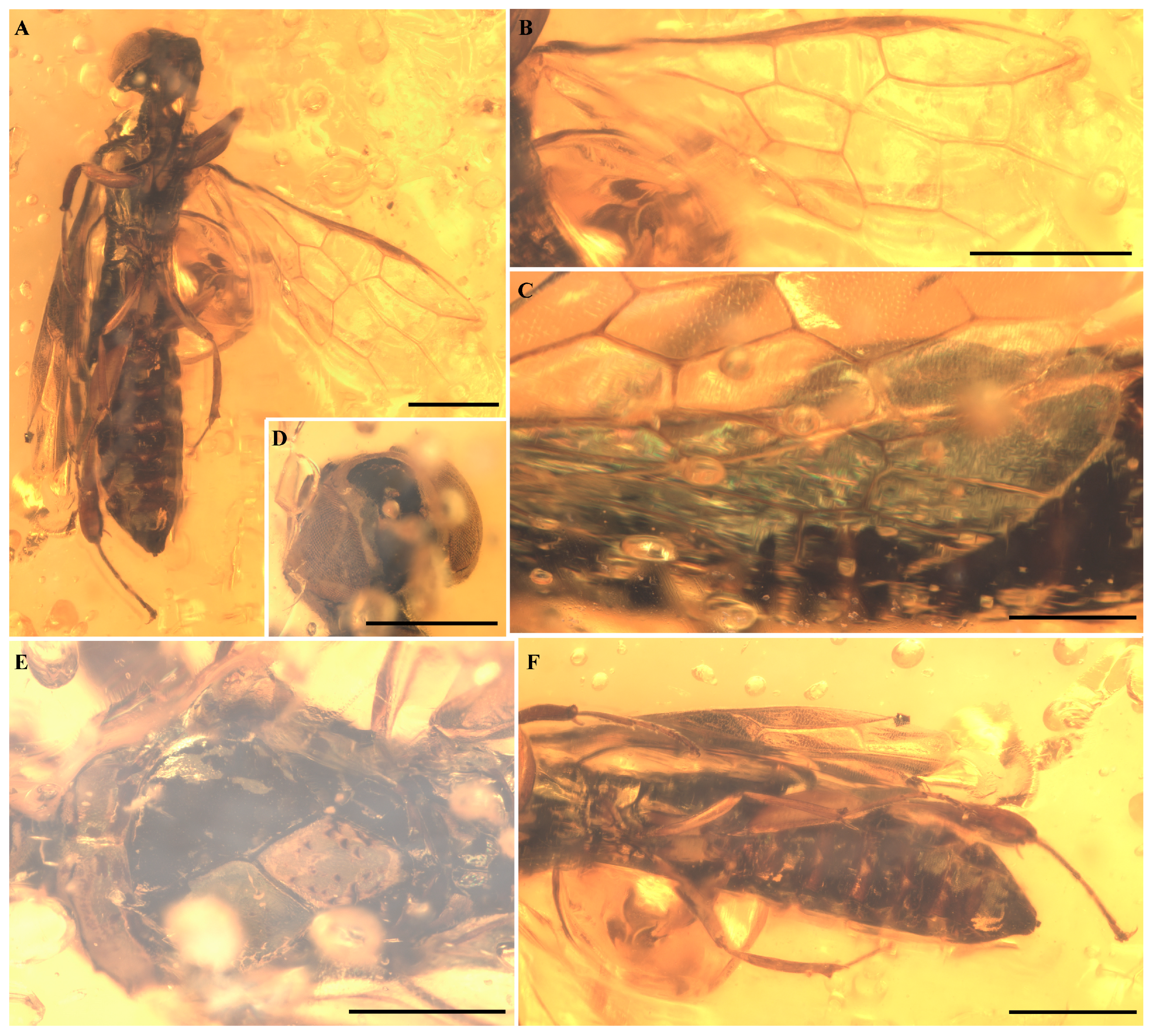 Insects 16 01039 g001 Insects 16 01039 g001