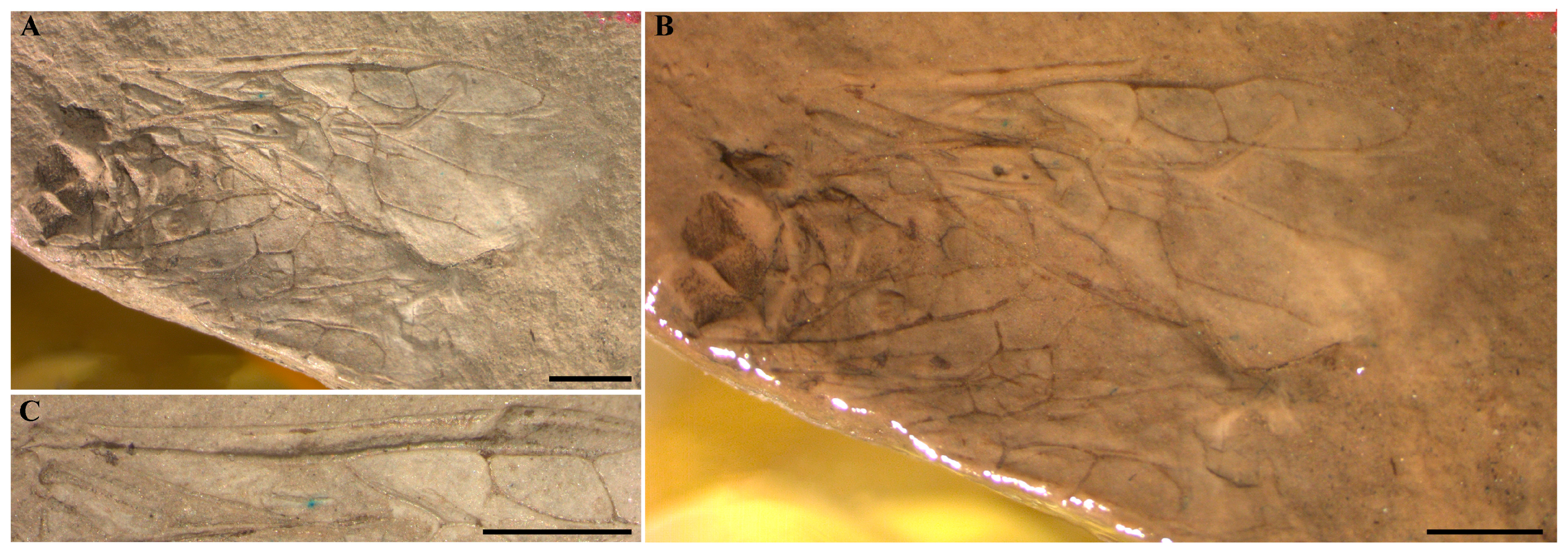 Insects 16 01039 g003 Insects 16 01039 g003