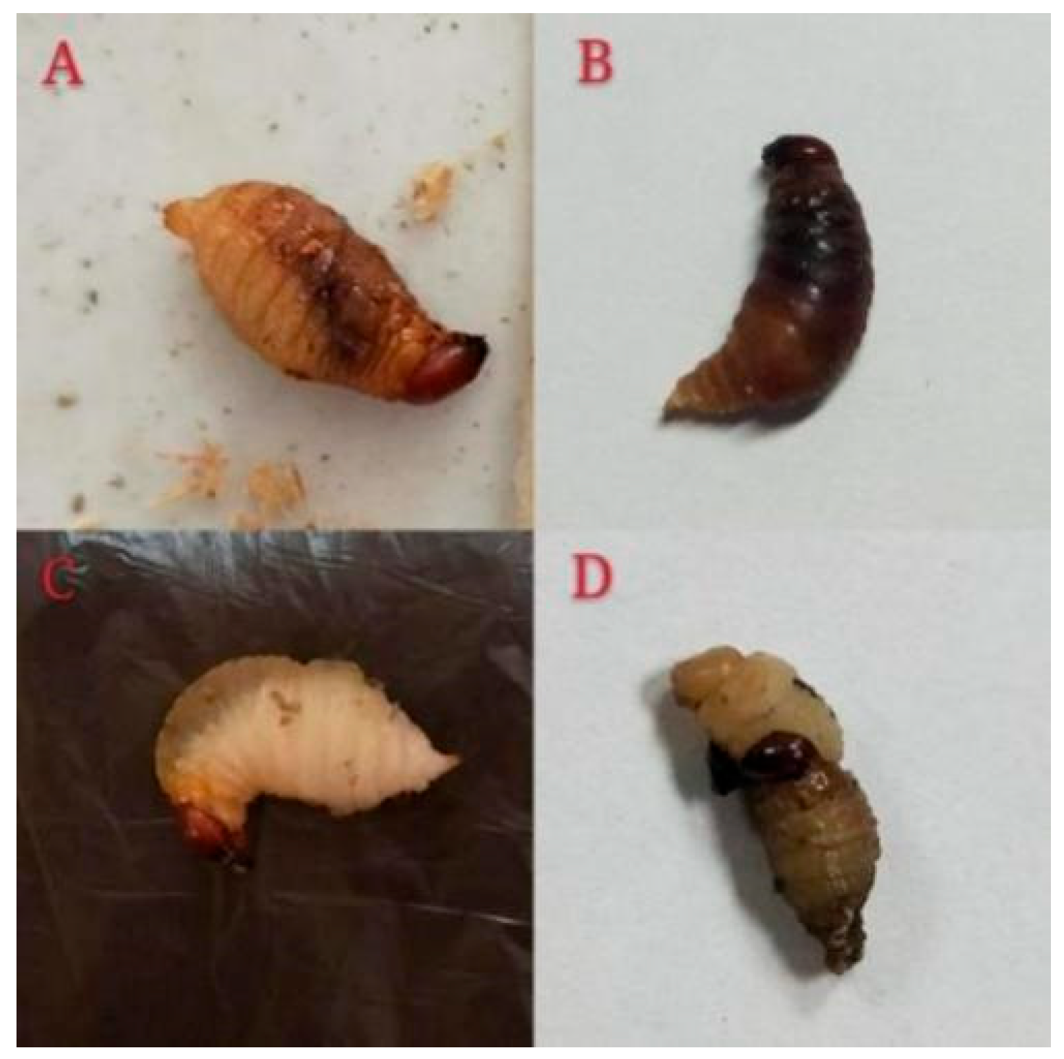 Insects 16 01044 g004