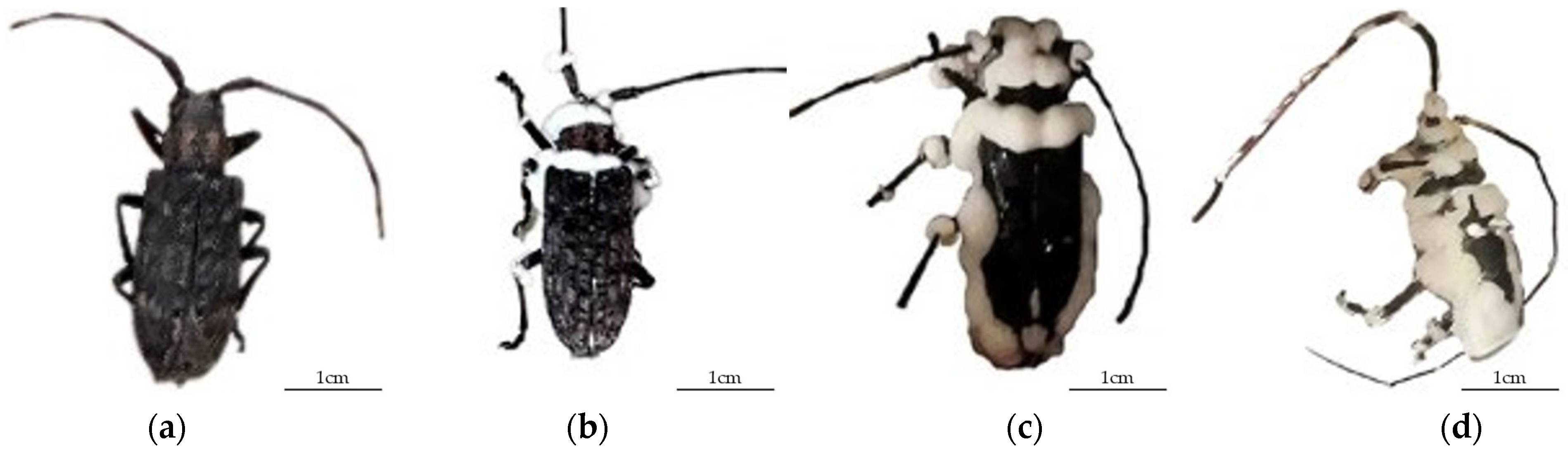 Insects 16 01045 g002 Insects 16 01045 g002