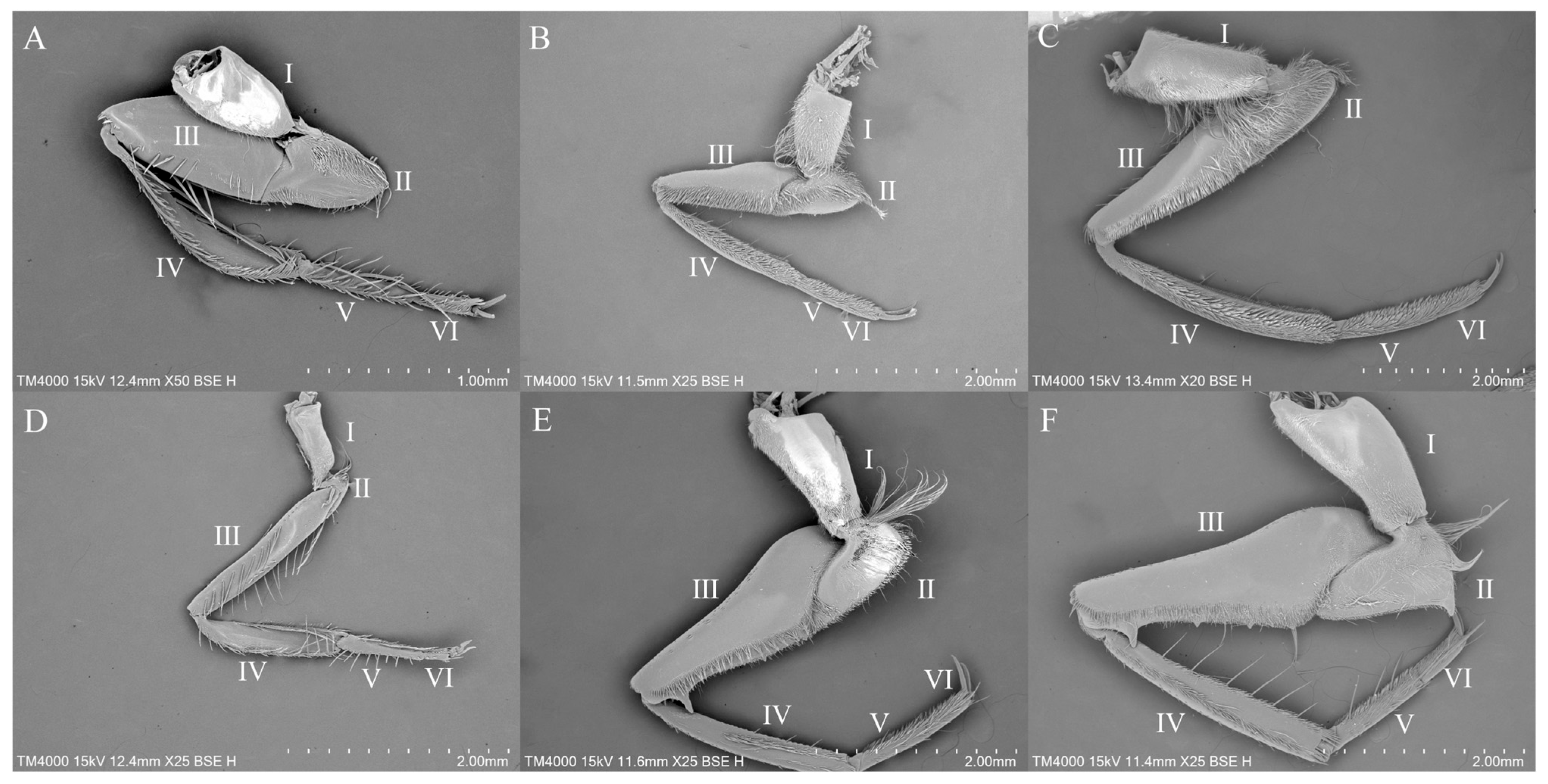 Insects 16 01048 g001 Insects 16 01048 g001