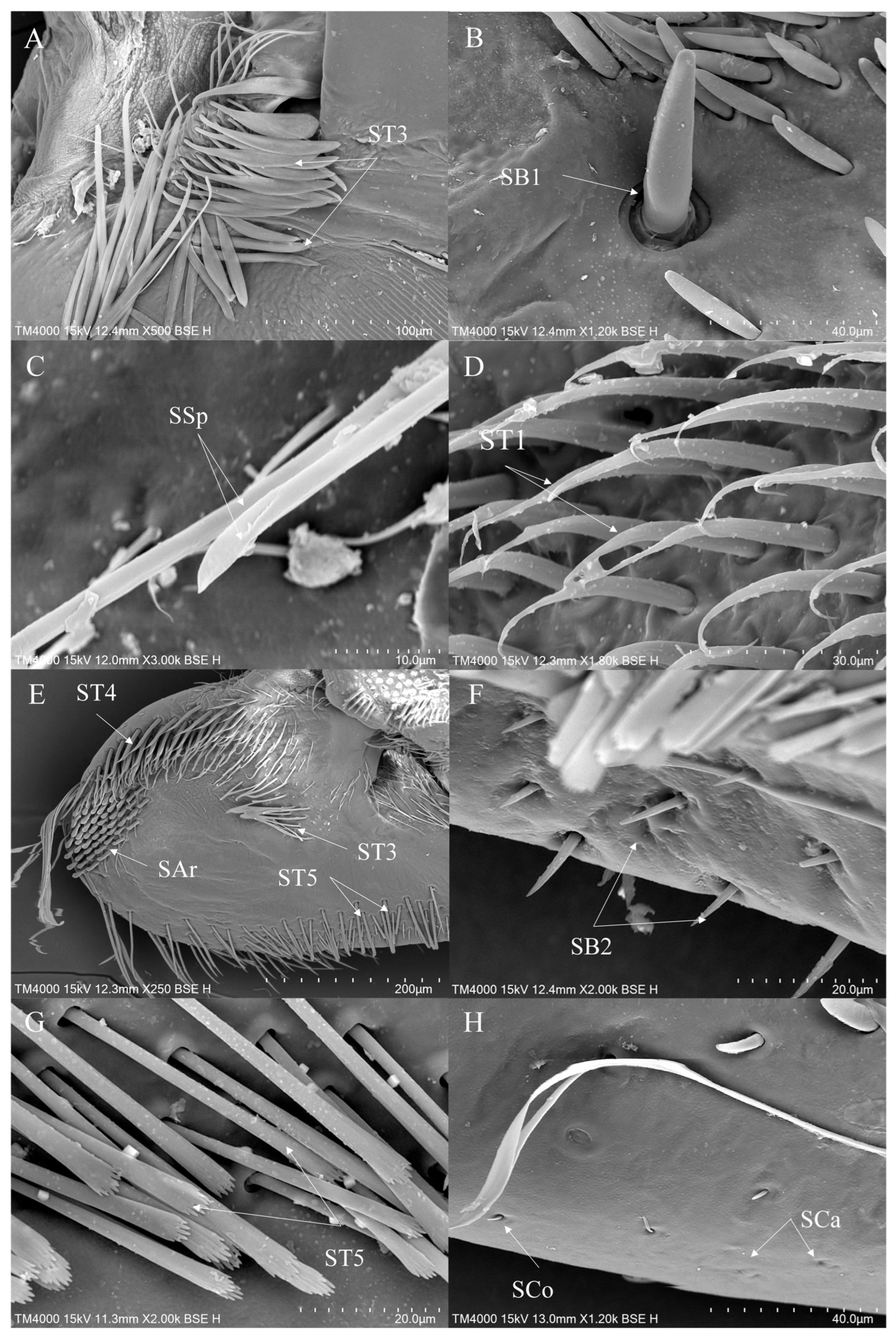 Insects 16 01048 g003 Insects 16 01048 g003