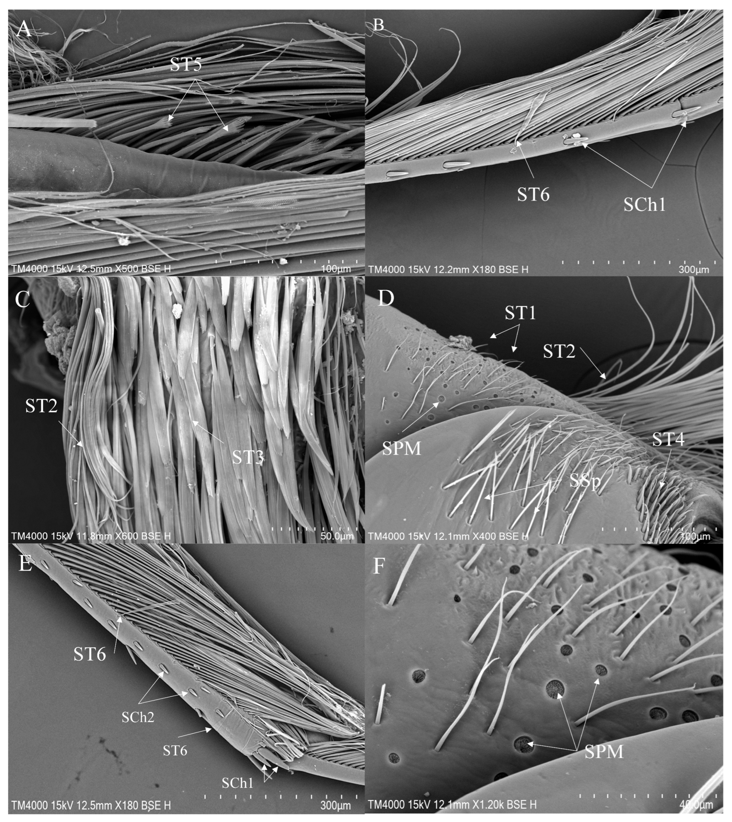 Insects 16 01048 g005 Insects 16 01048 g005
