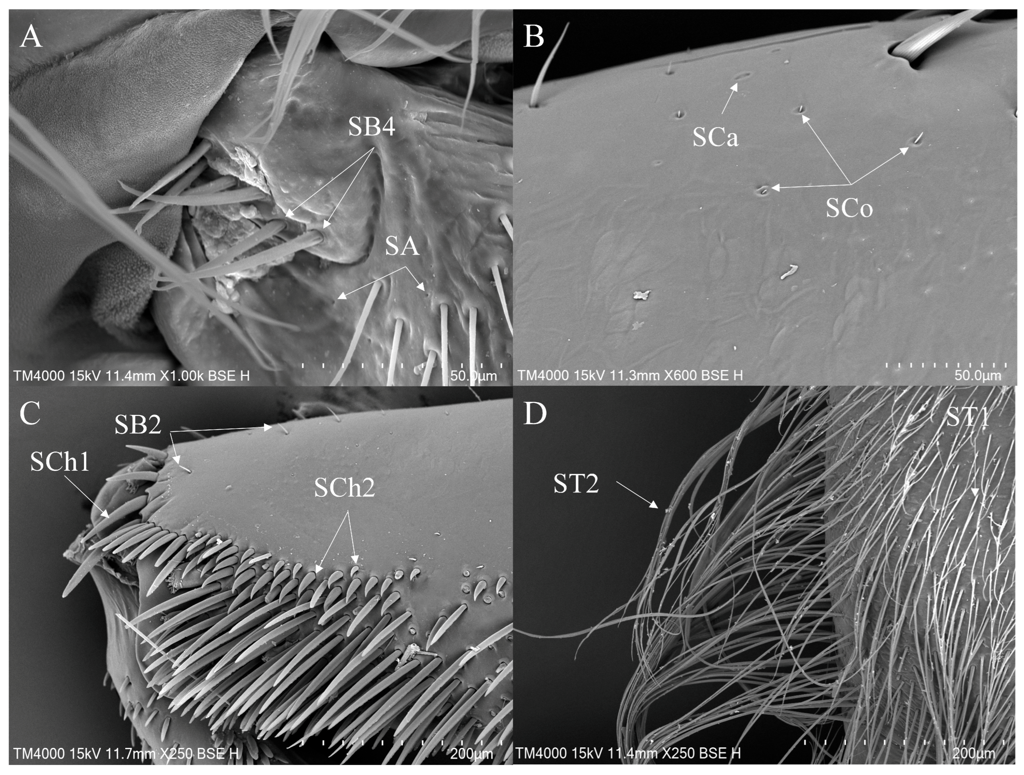 Insects 16 01048 g006 Insects 16 01048 g006