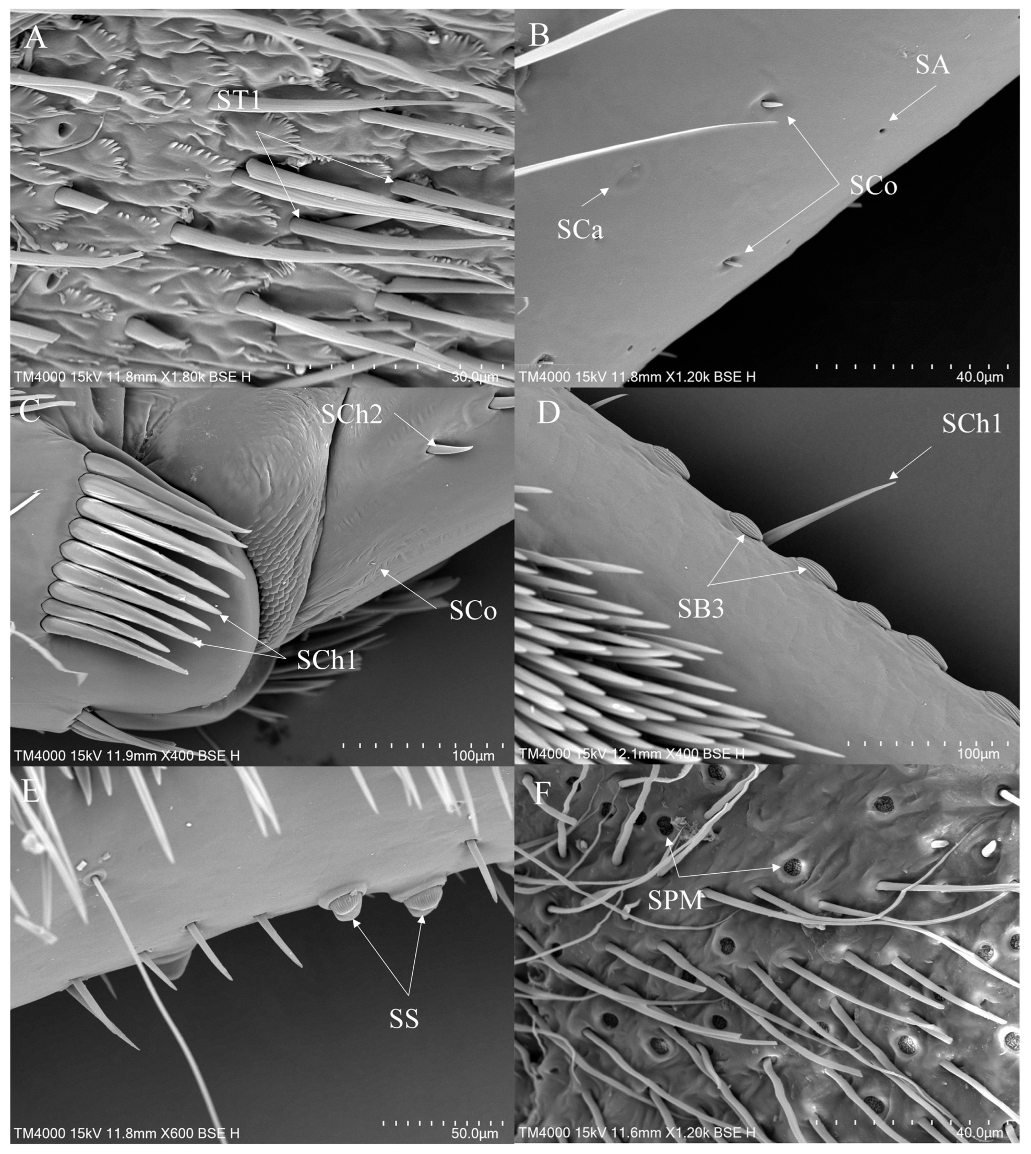 Insects 16 01048 g007 Insects 16 01048 g007