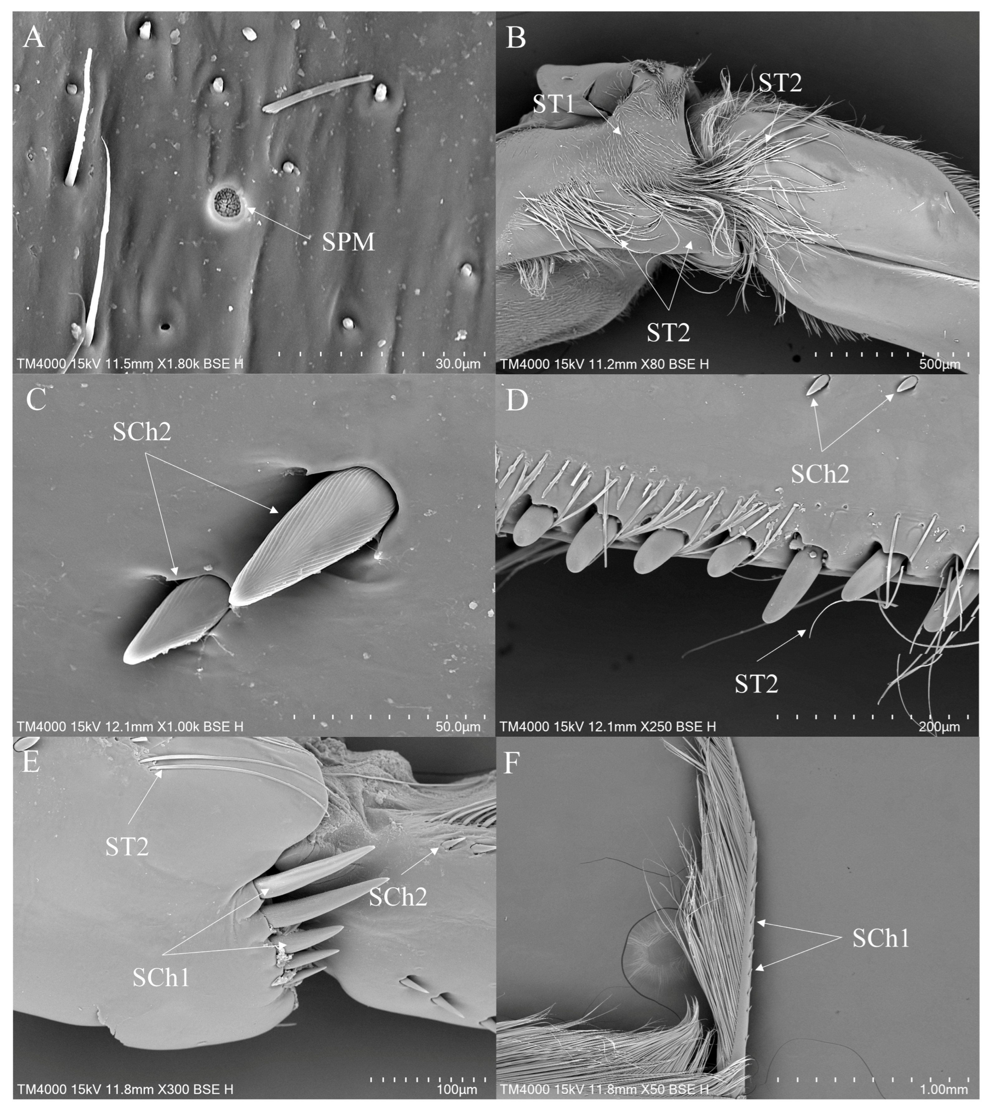 Insects 16 01048 g008 Insects 16 01048 g008