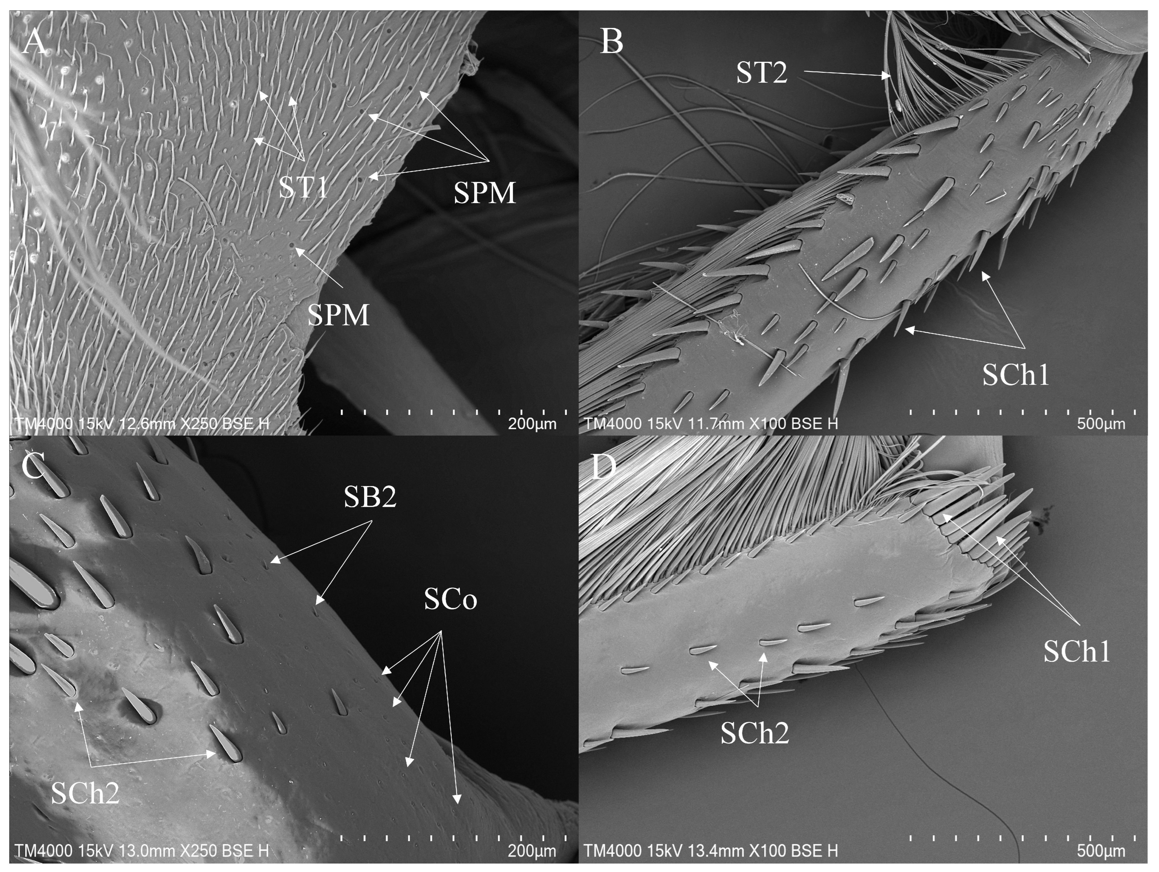 Insects 16 01048 g010 Insects 16 01048 g010
