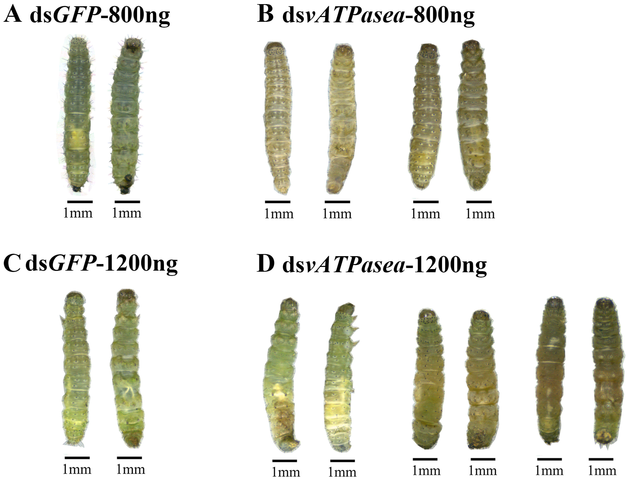 Insects 16 01054 g004 Insects 16 01054 g004