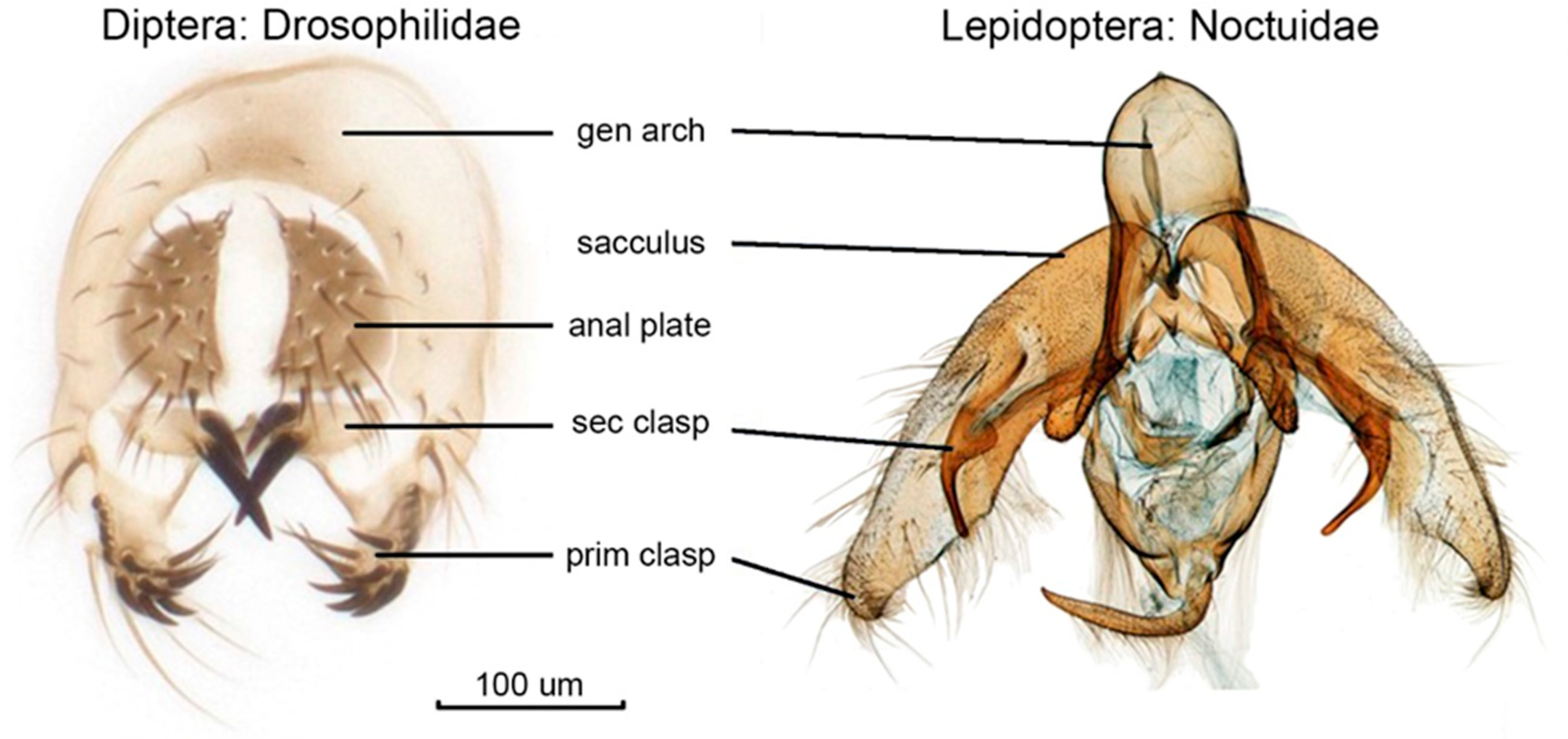 Insects 16 01063 g001