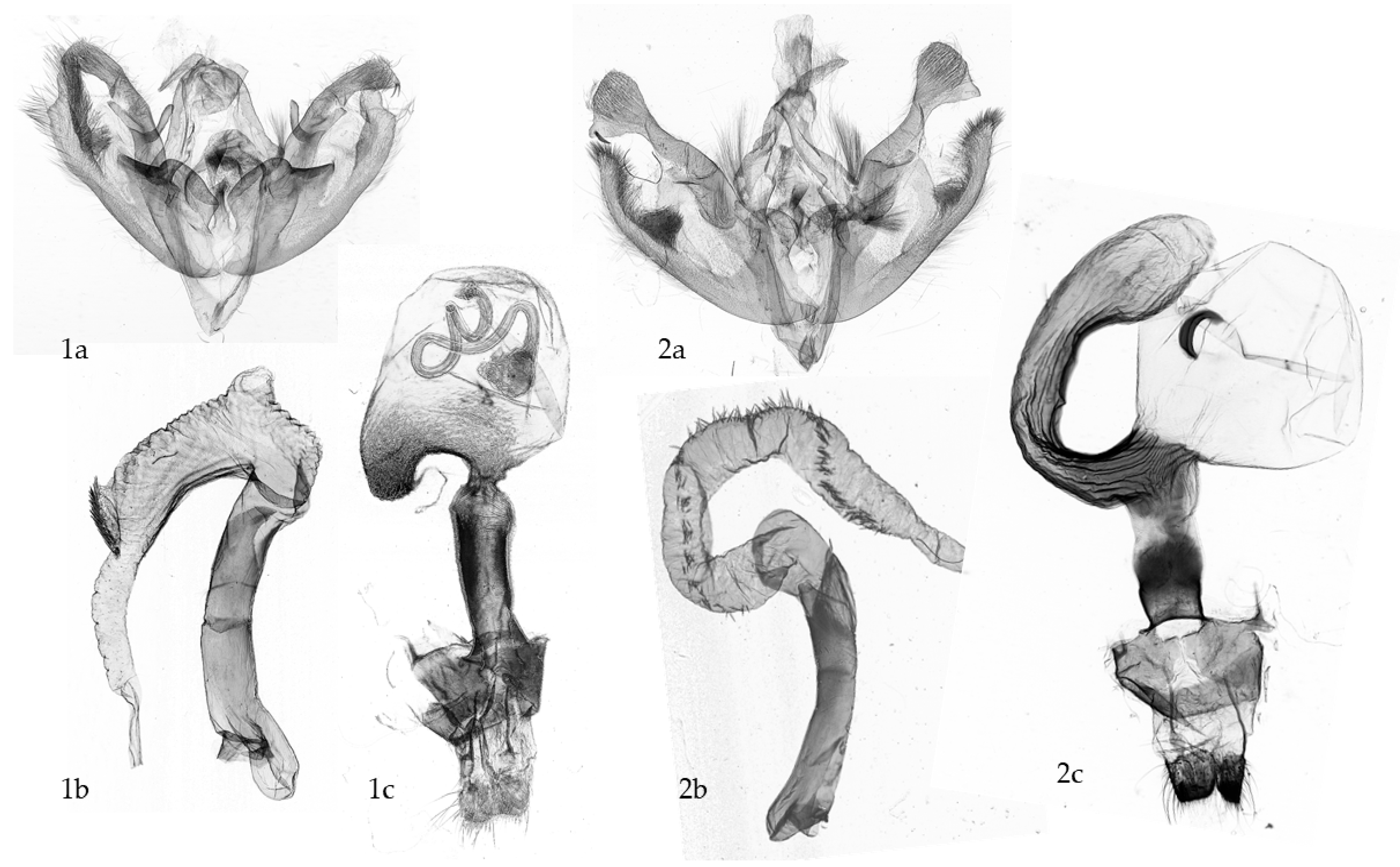 Insects 16 01063 g002