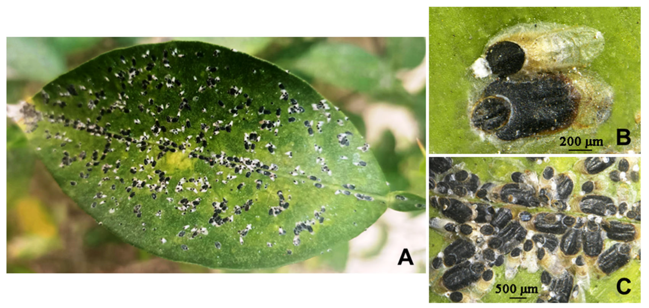 Insects 16 01070 g001