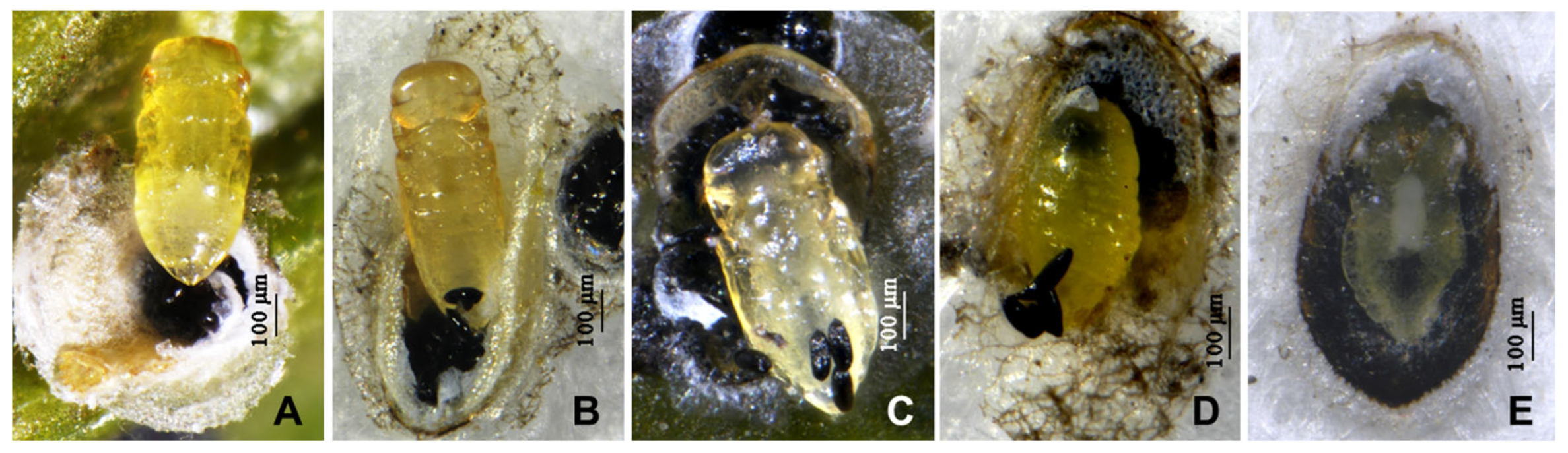 Insects 16 01070 g002