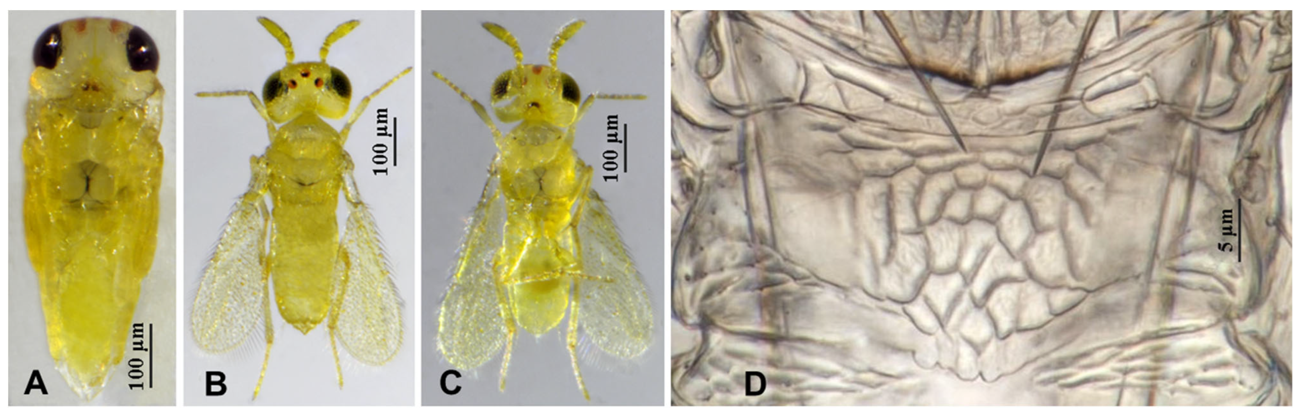 Insects 16 01070 g009