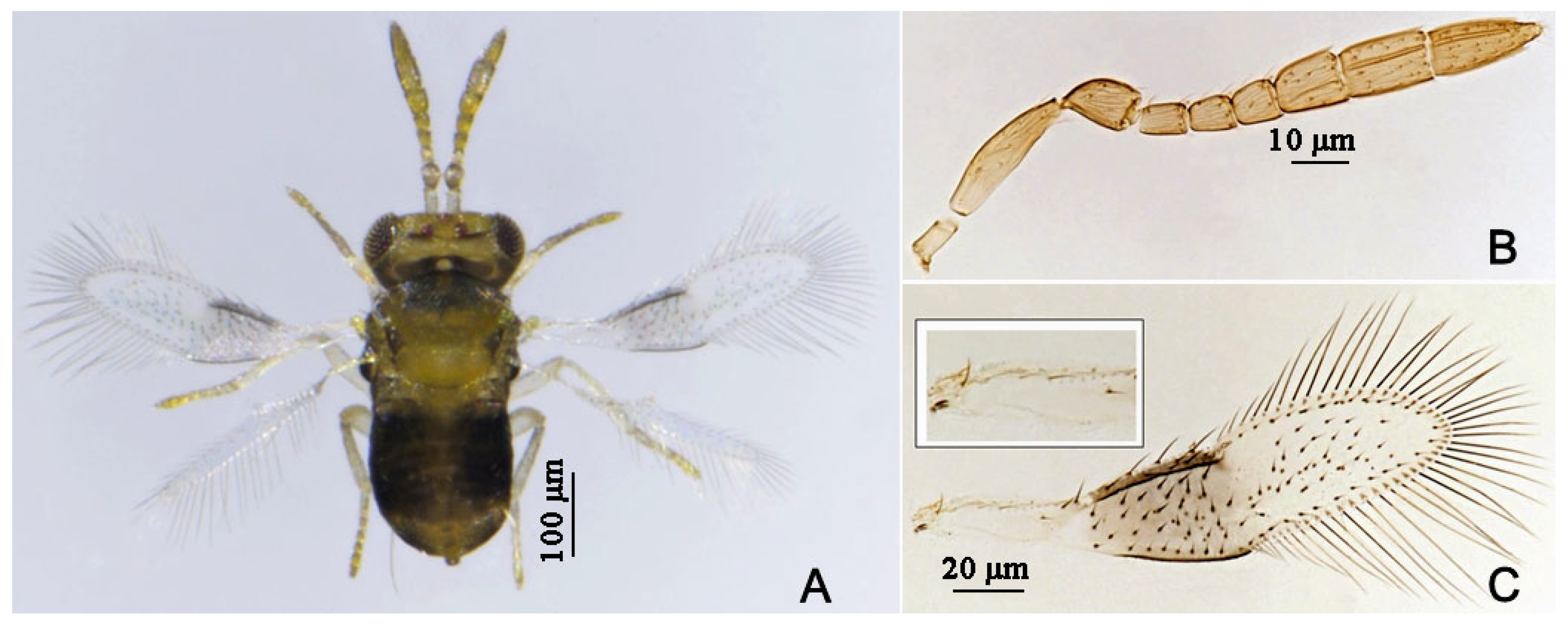 Insects 16 01070 g015