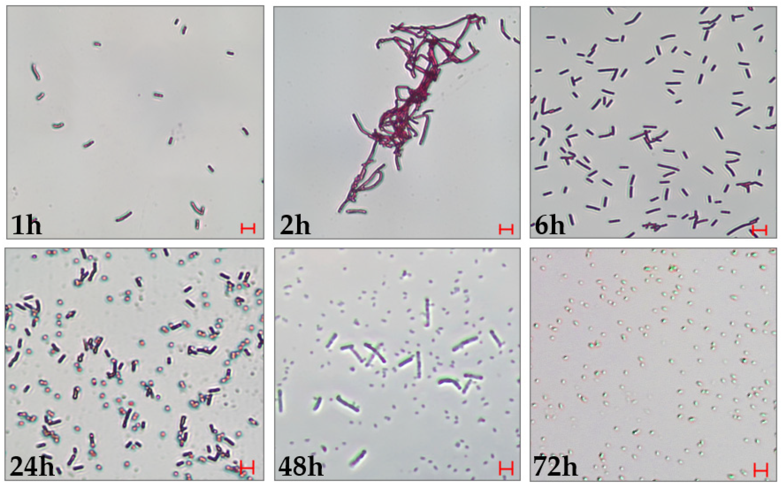 Insects 16 01090 g001