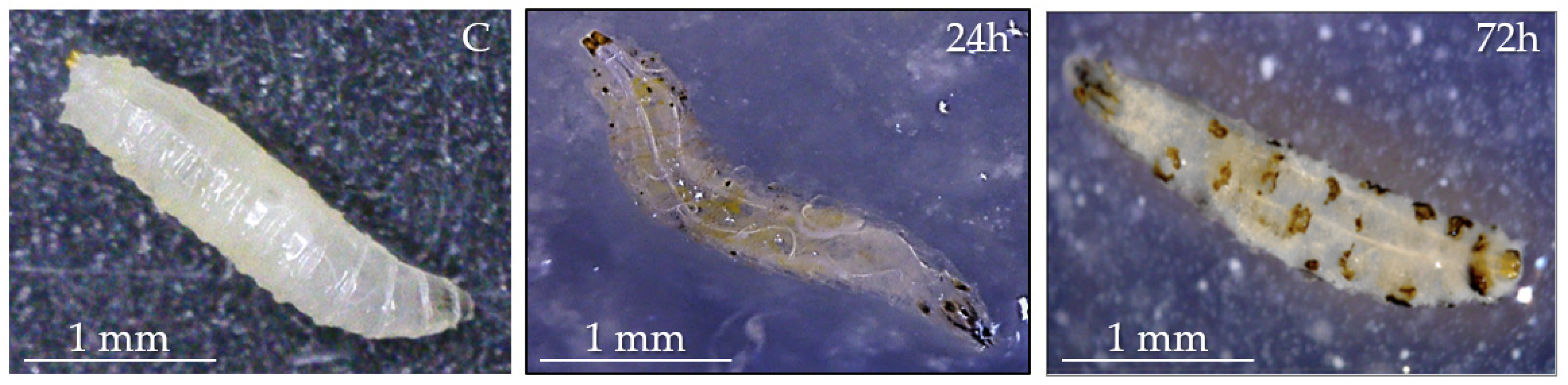 Insects 16 01090 g002