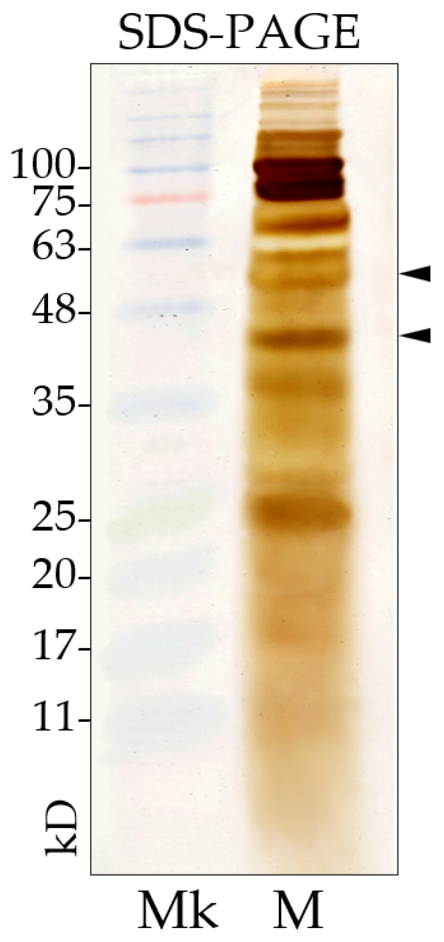 Insects 16 01090 g005