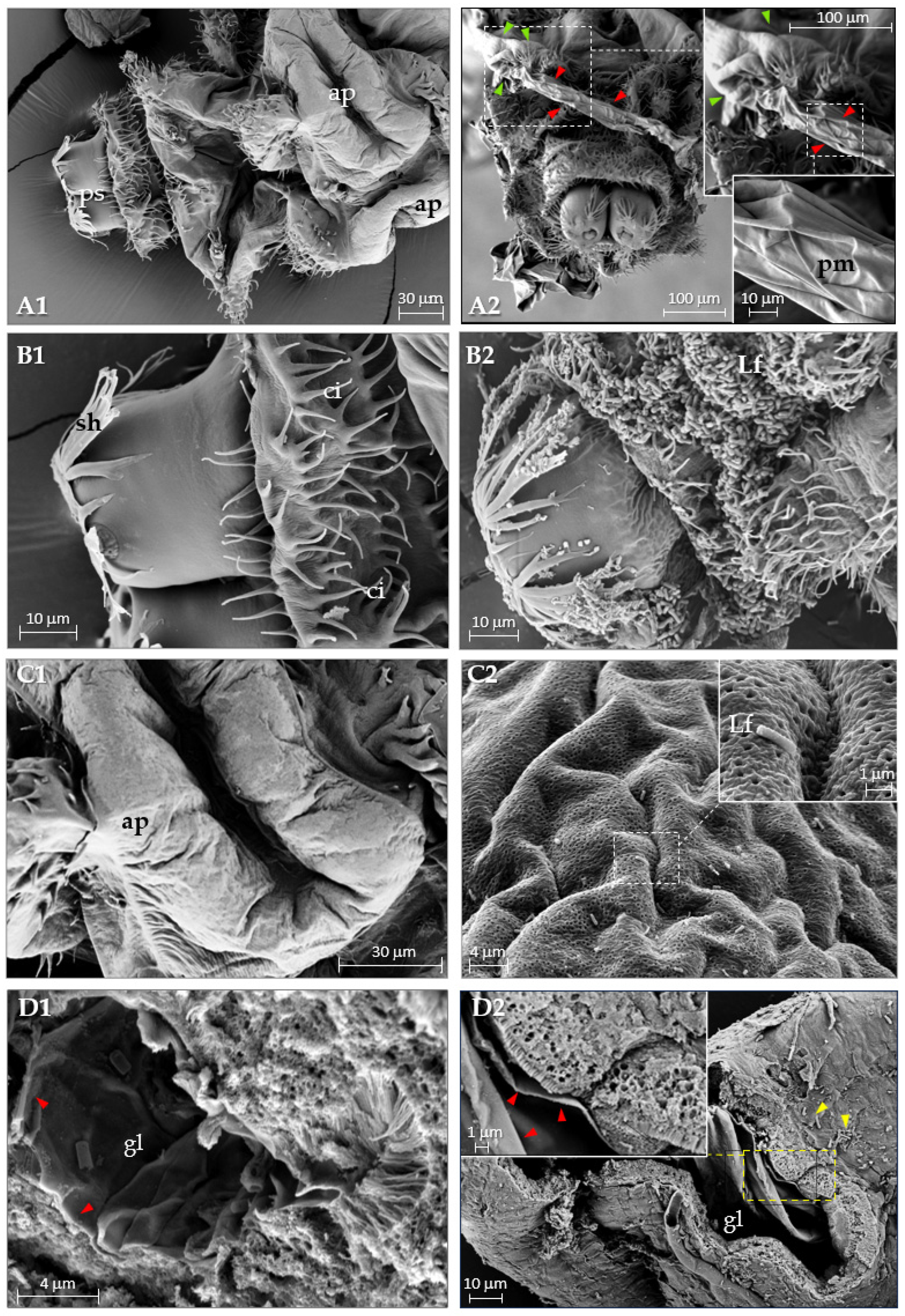 Insects 16 01090 g008