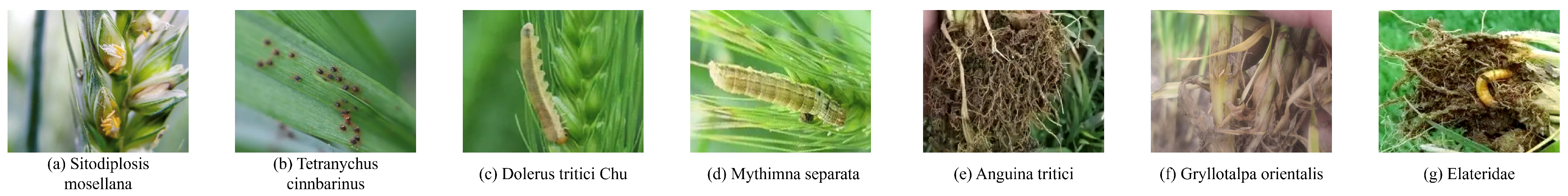 Insects 16 01096 g003