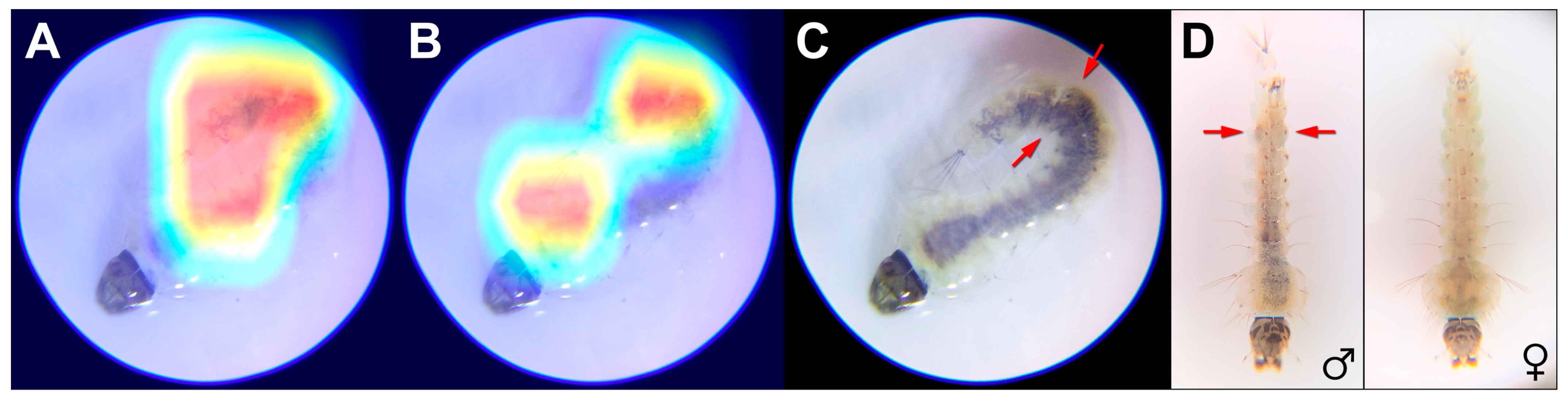 Insects 16 01098 g002 Insects 16 01098 g002