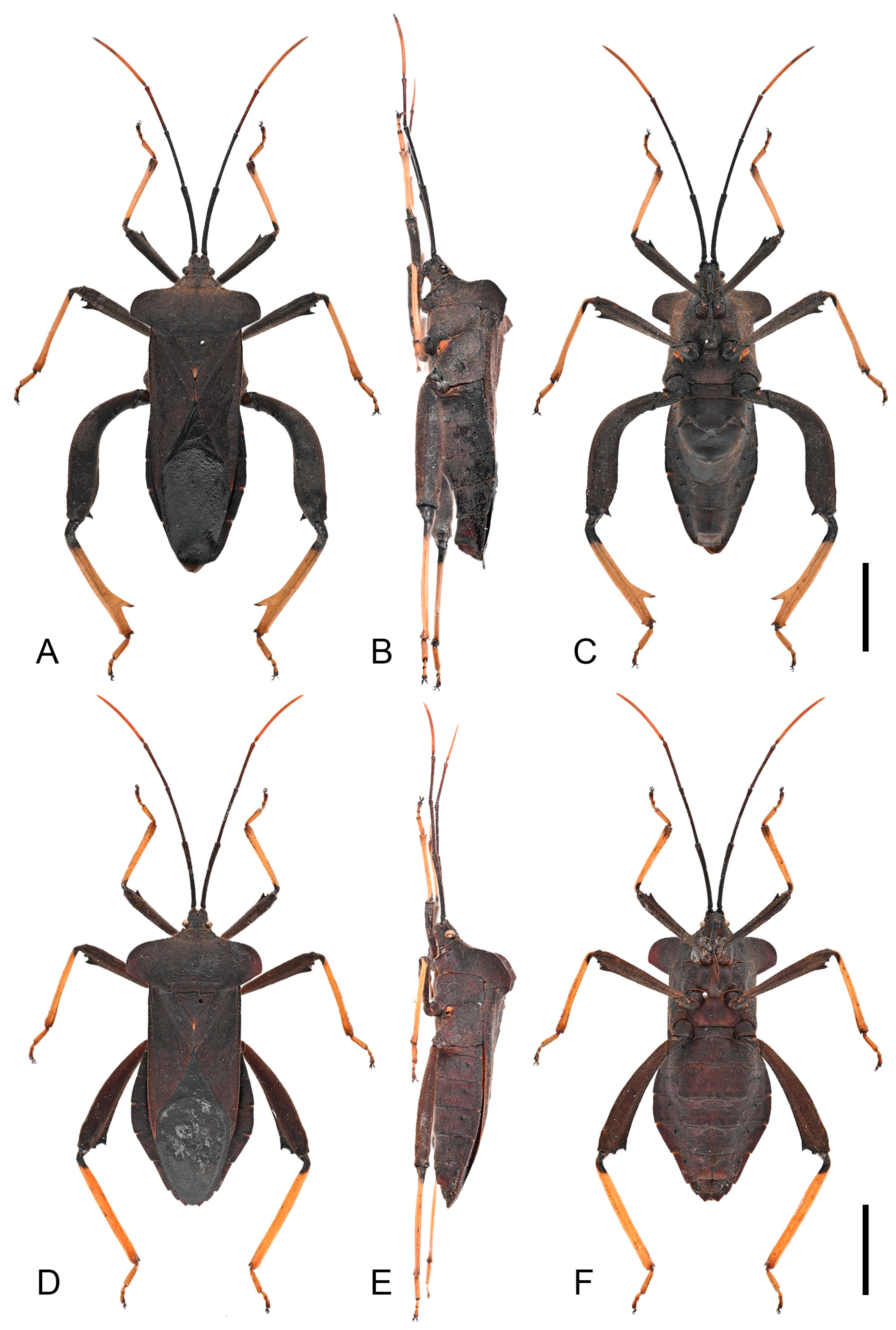 Insects 16 01099 g003