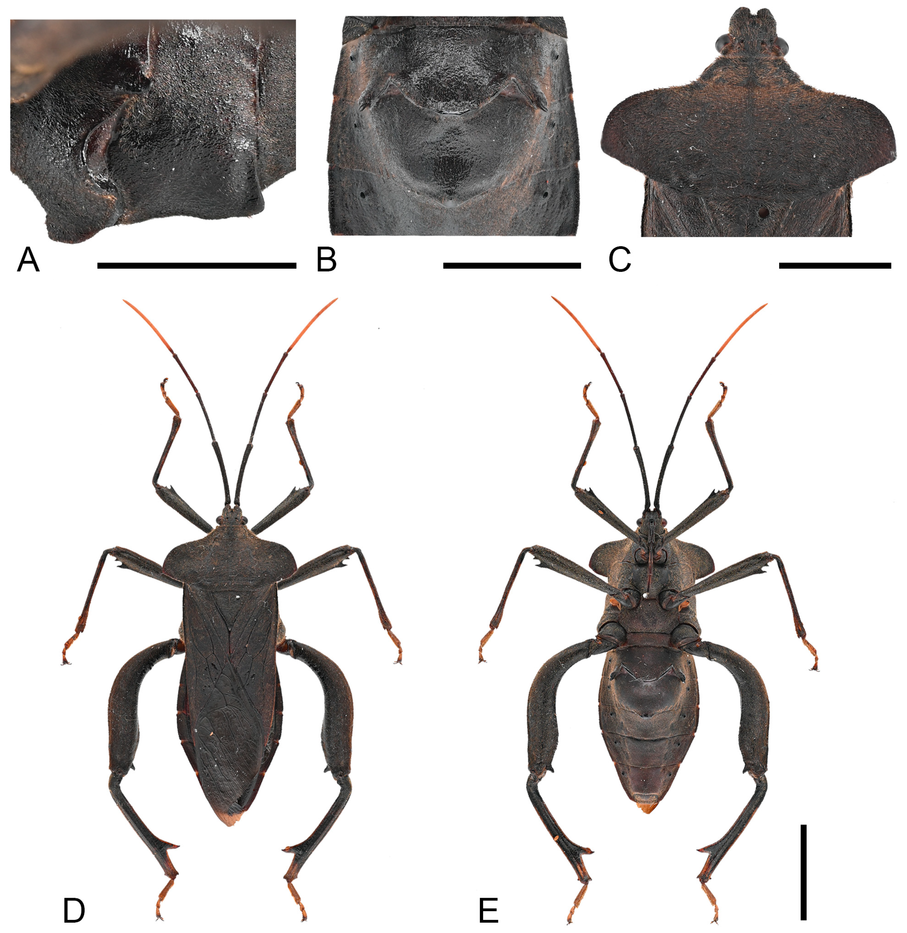 Insects 16 01099 g004