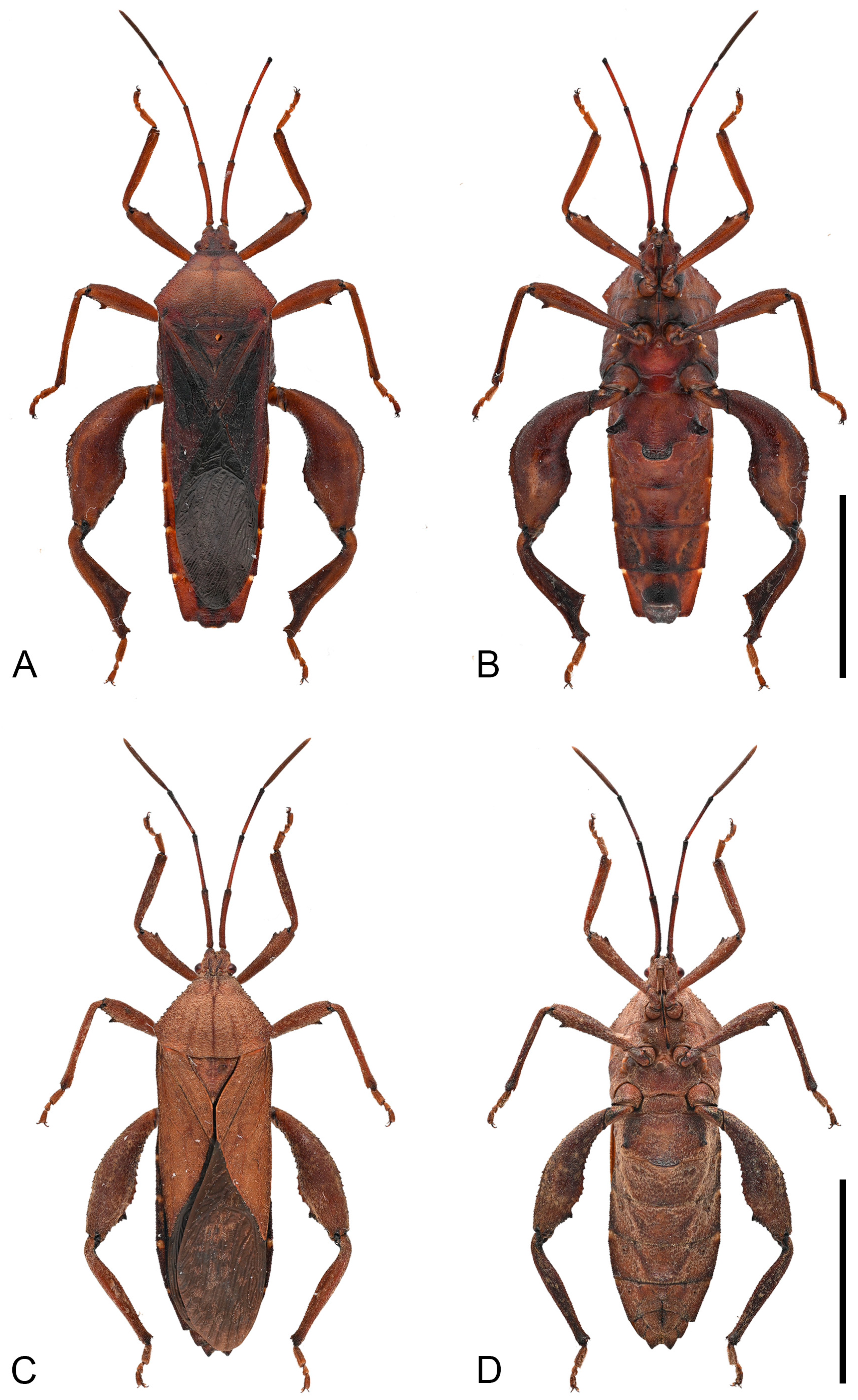 Insects 16 01099 g006