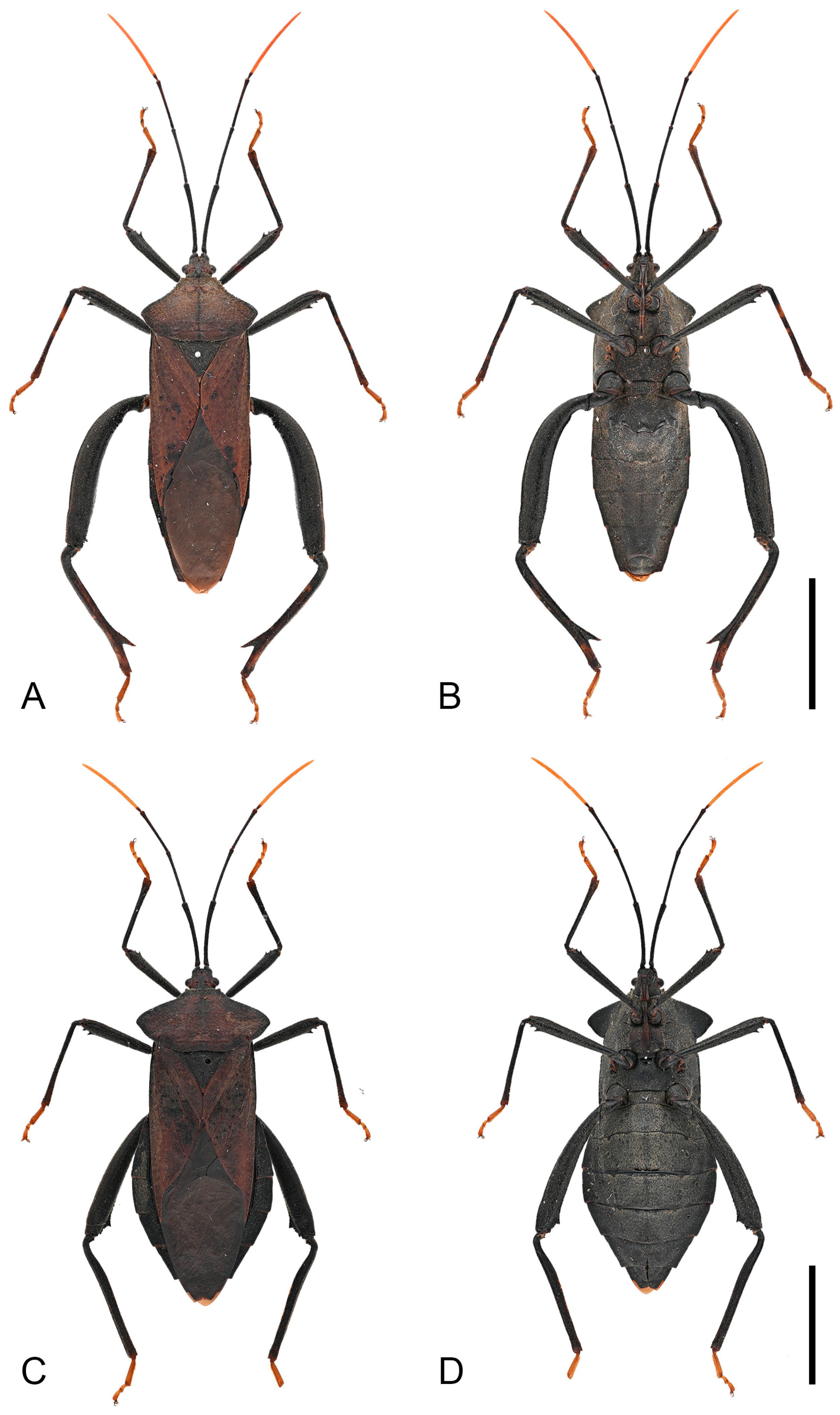 Insects 16 01099 g011