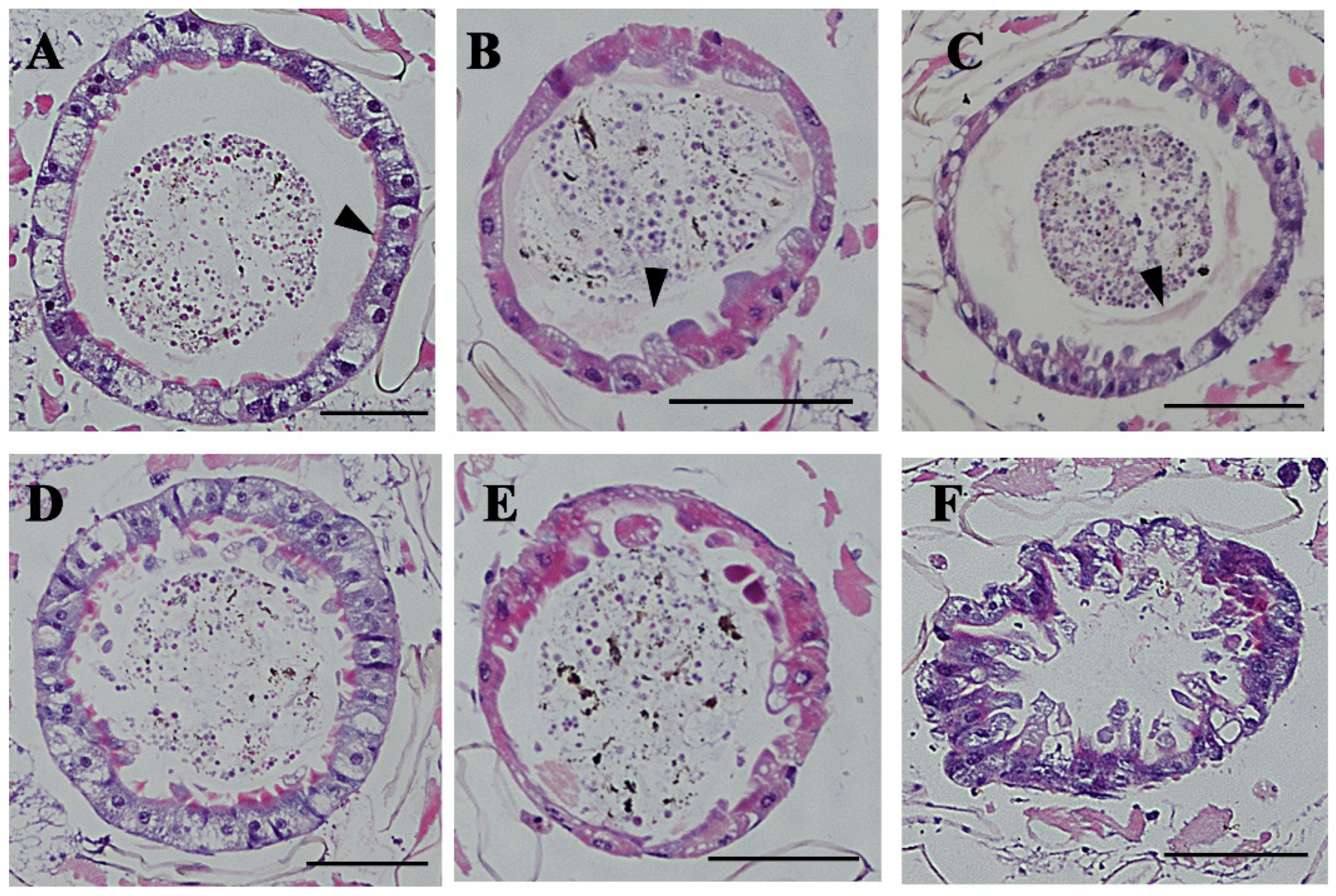 Insects 16 01102 g003 Insects 16 01102 g003