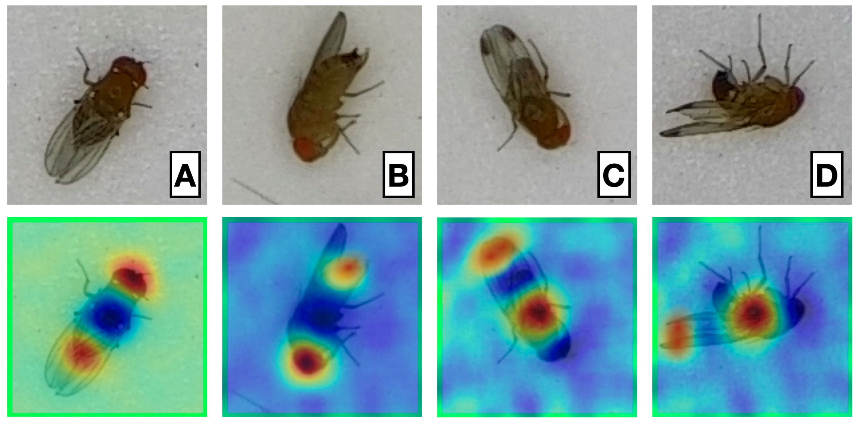 Insects 16 01108 g003 Insects 16 01108 g003